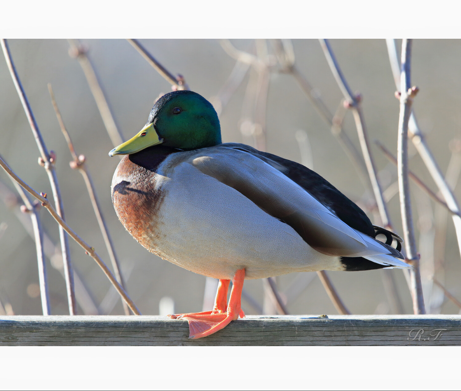 Canon EF 600mm F4L IS II USM sample photo