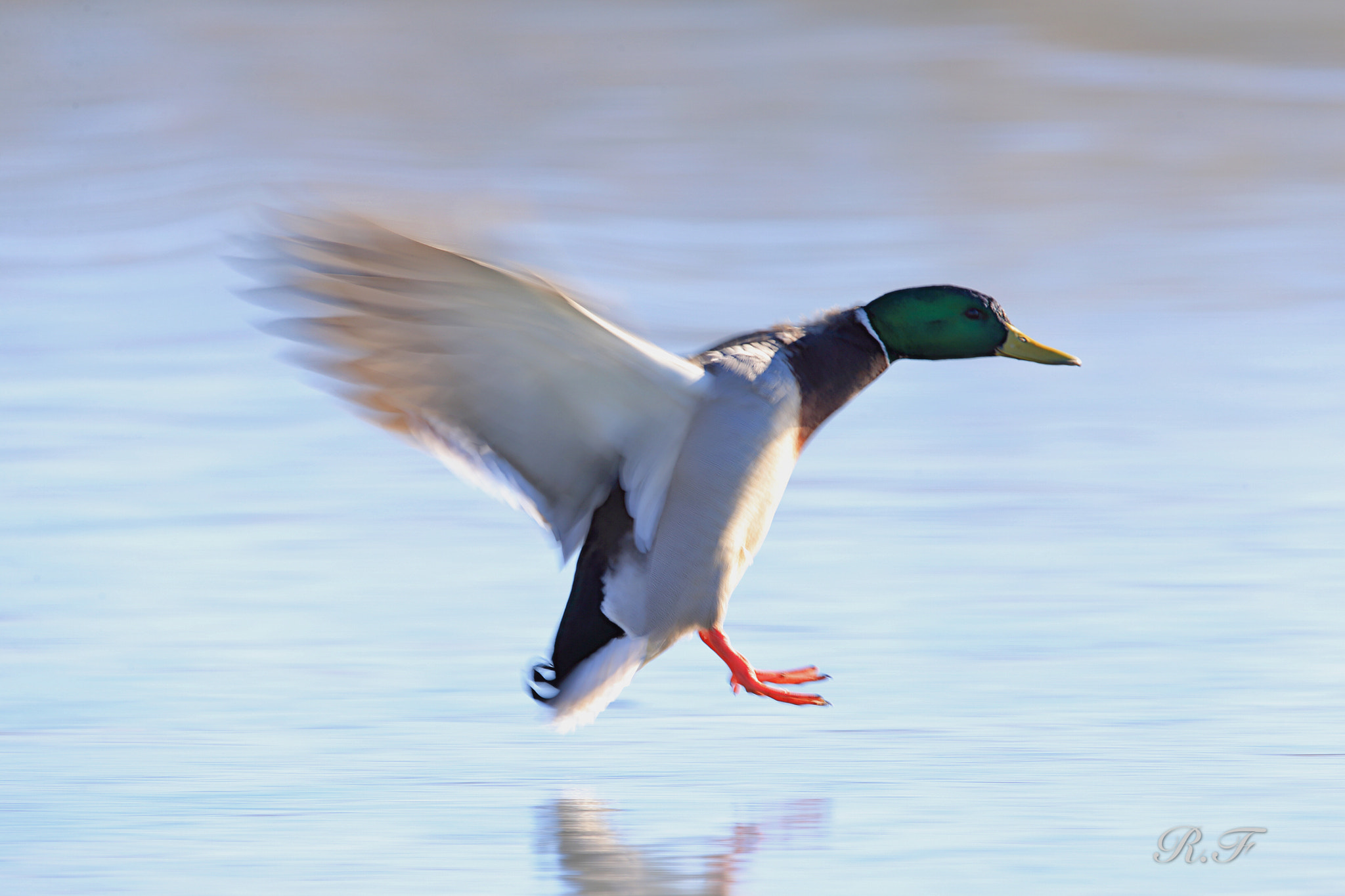 Canon EF 600mm F4L IS II USM sample photo