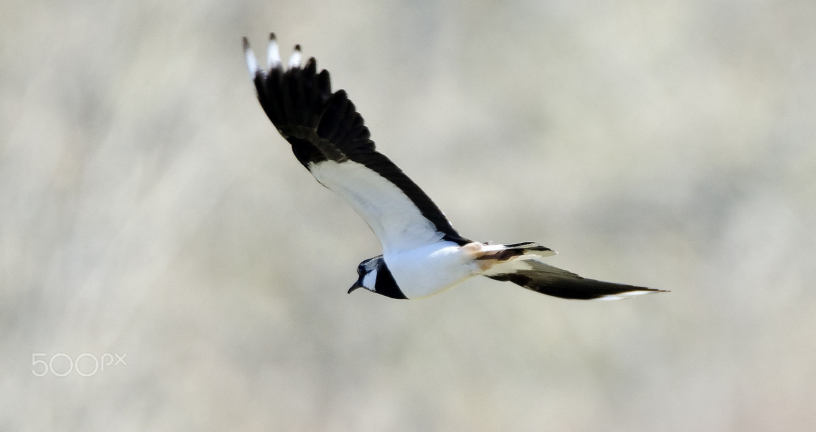 Sigma 120-300mm F2.8 EX DG HSM sample photo. Flying lapwing photography