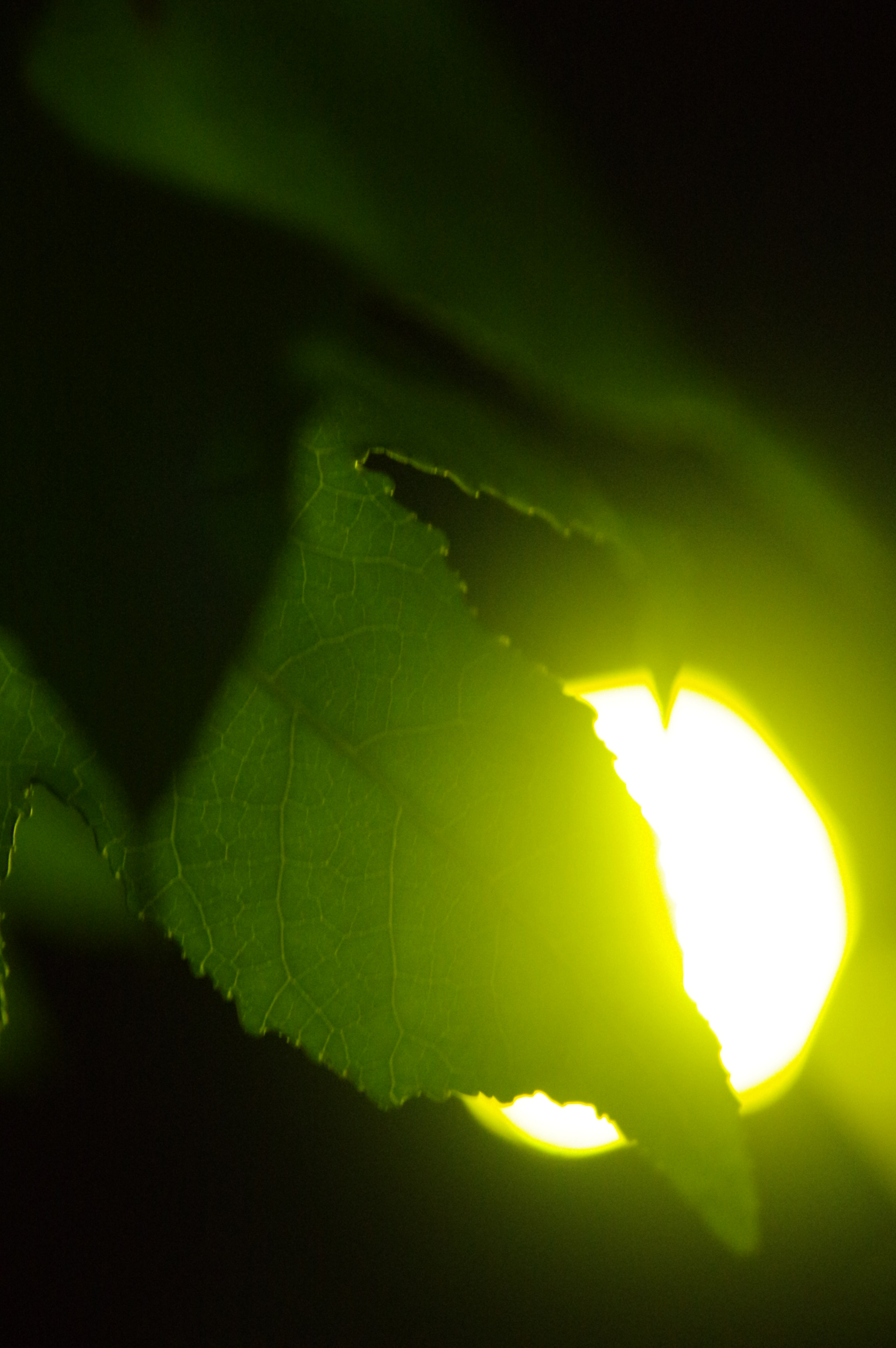 Pentax K-3 + Sigma 17-70mm F2.8-4.5 DC Macro sample photo. Life photography