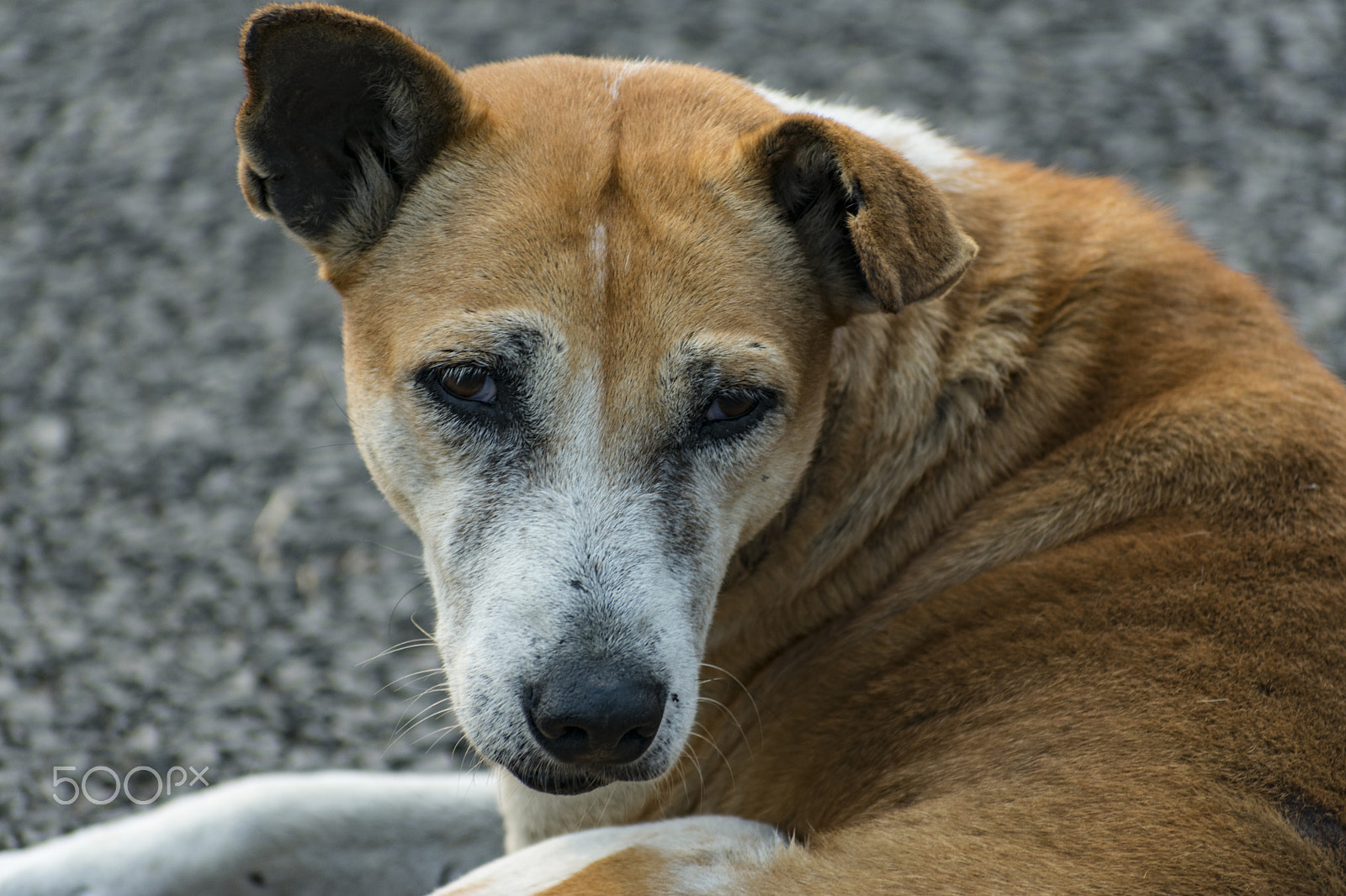Nikon AF-S Nikkor 70-200mm F2.8G ED VR II sample photo. Stray dog in calcutta street photography