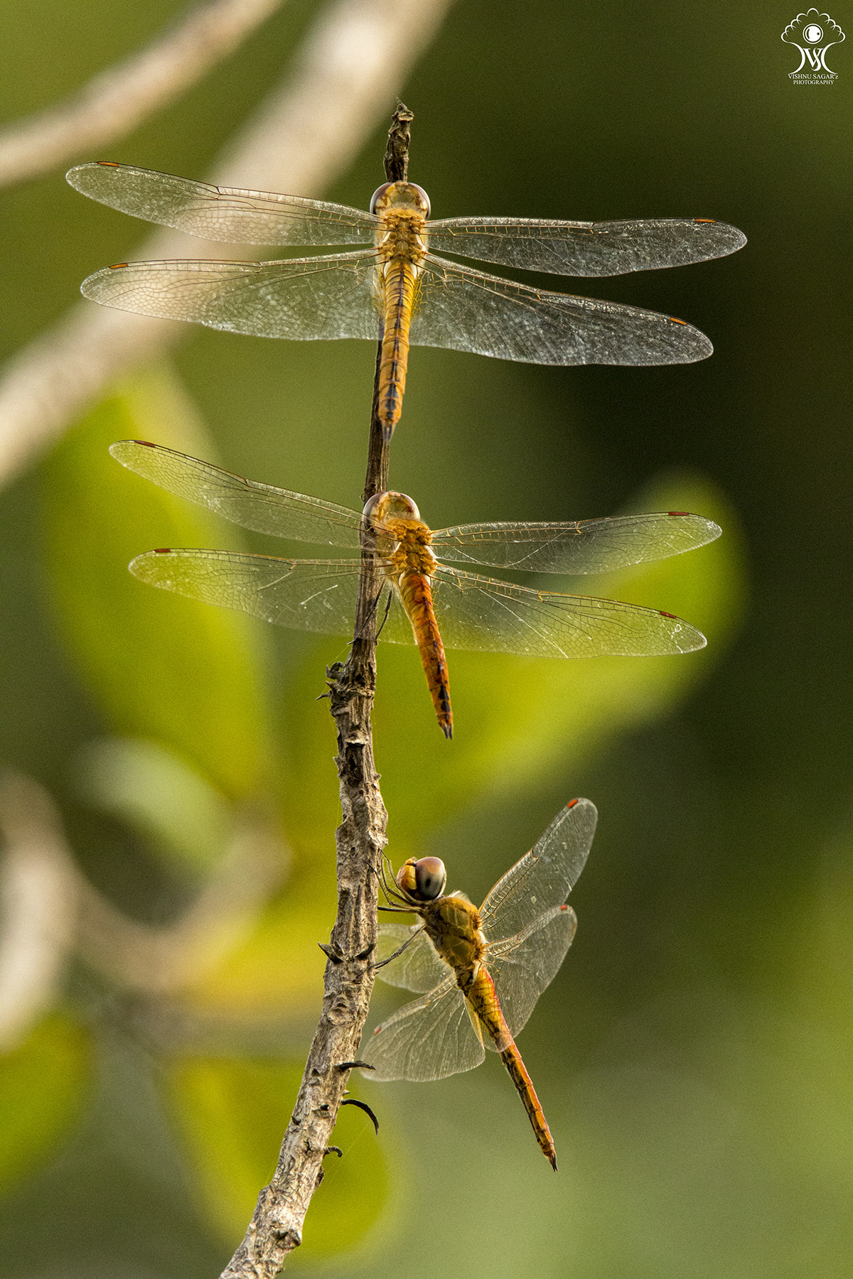 Tamron SP 150-600mm F5-6.3 Di VC USD sample photo. The wanderers !   photography