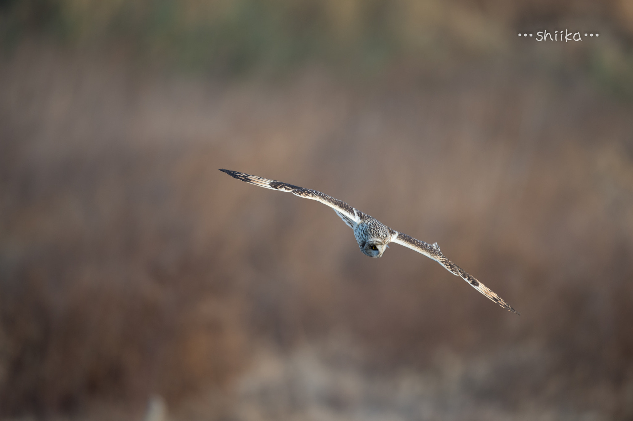 Nikon AF-S Nikkor 500mm F4E FL ED VR sample photo. コミミズク photography