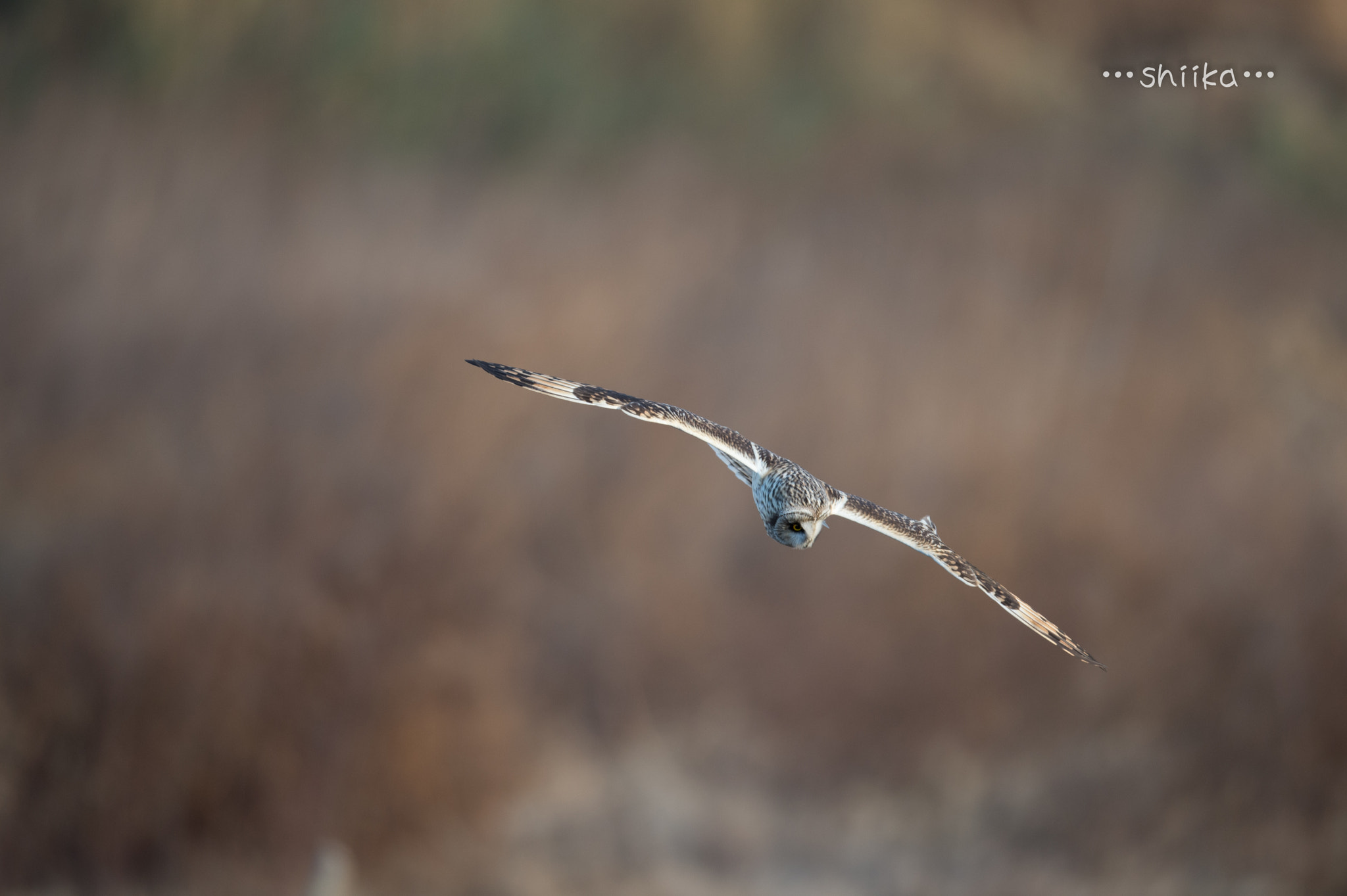 Nikon D4S + Nikon AF-S Nikkor 500mm F4E FL ED VR sample photo. コミミズク photography