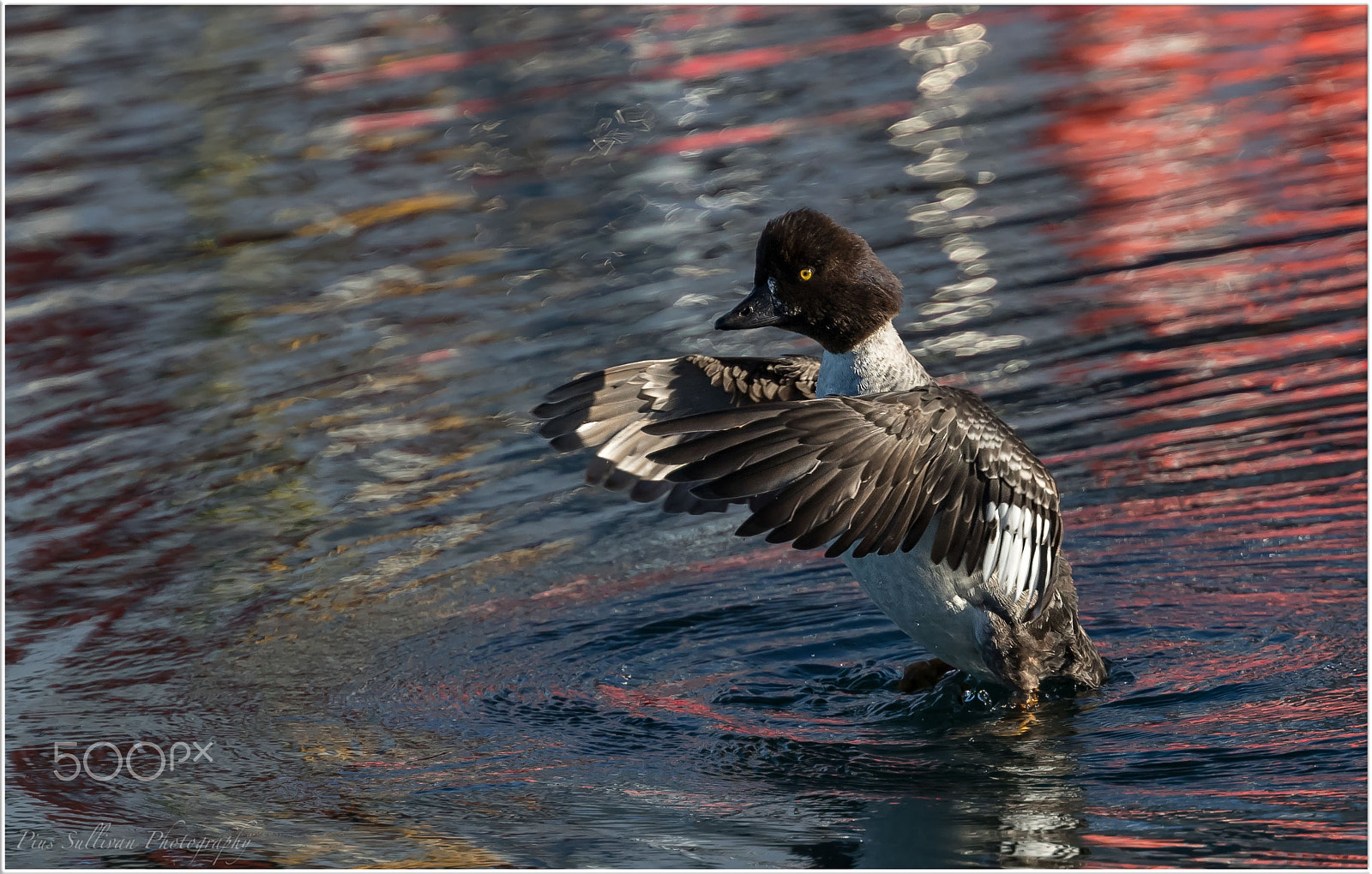 Canon EF 400mm F4 DO IS II USM sample photo. Common goldeneye photography