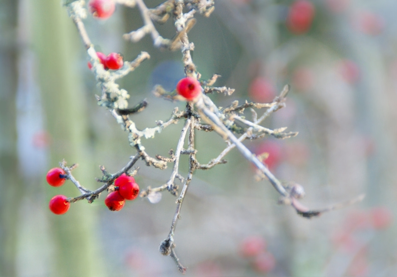 Sony Alpha DSLR-A290 sample photo. Red berries photography