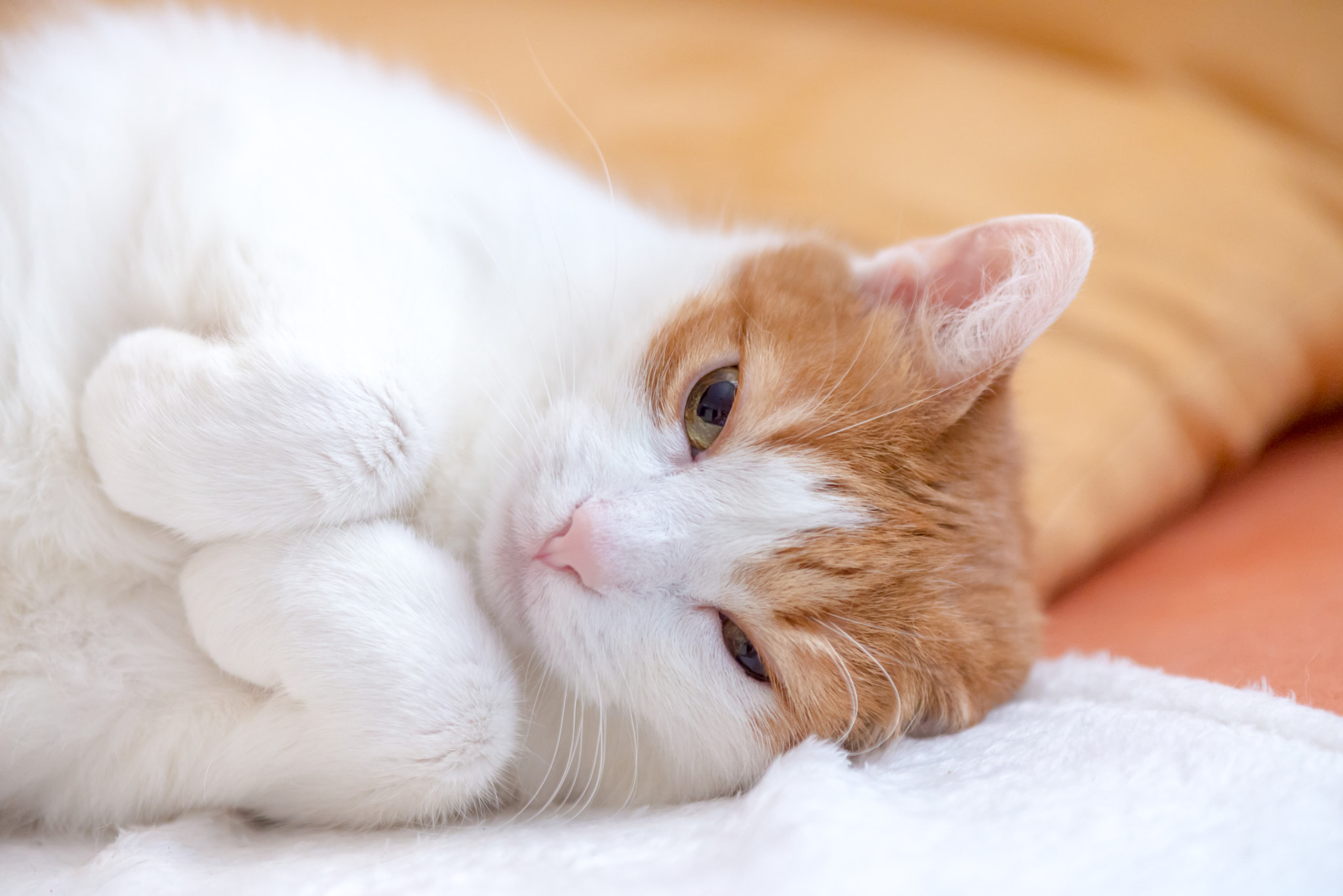 Nikon D610 + AF Micro-Nikkor 105mm f/2.8 sample photo. Cute ginger kitty wallow on couch photography