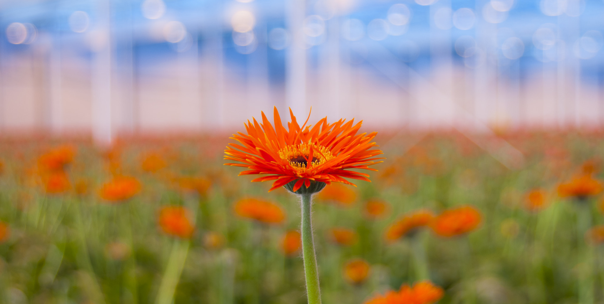 Minolta AF 24-85mm F3.5-4.5 [New] sample photo. Red gerbera photography