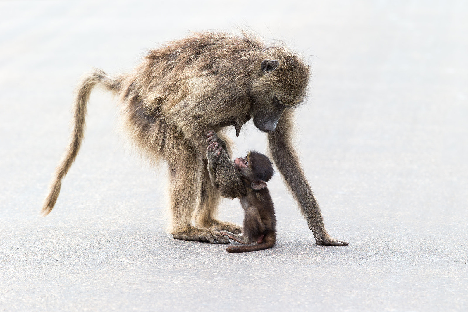 Canon EOS-1D X + Canon EF 300mm F2.8L IS II USM sample photo. Come to mother photography