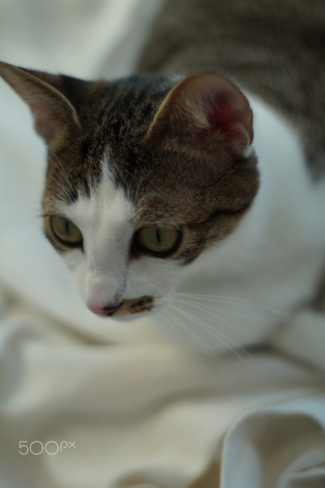Sony SLT-A58 + Minolta AF 50mm F1.7 sample photo. Looks photography