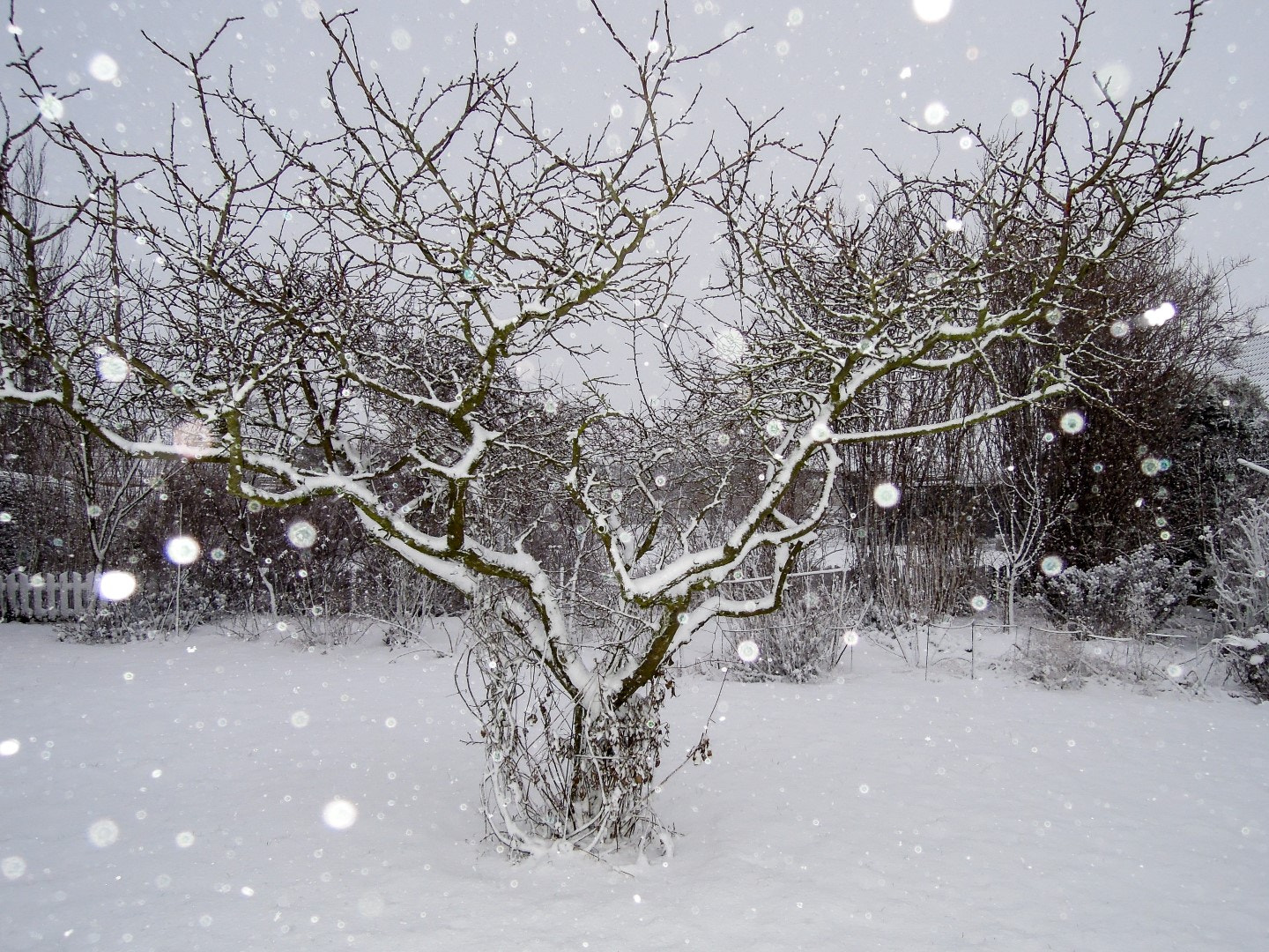 Nikon Coolpix P300 sample photo. Plum tree in winter photography