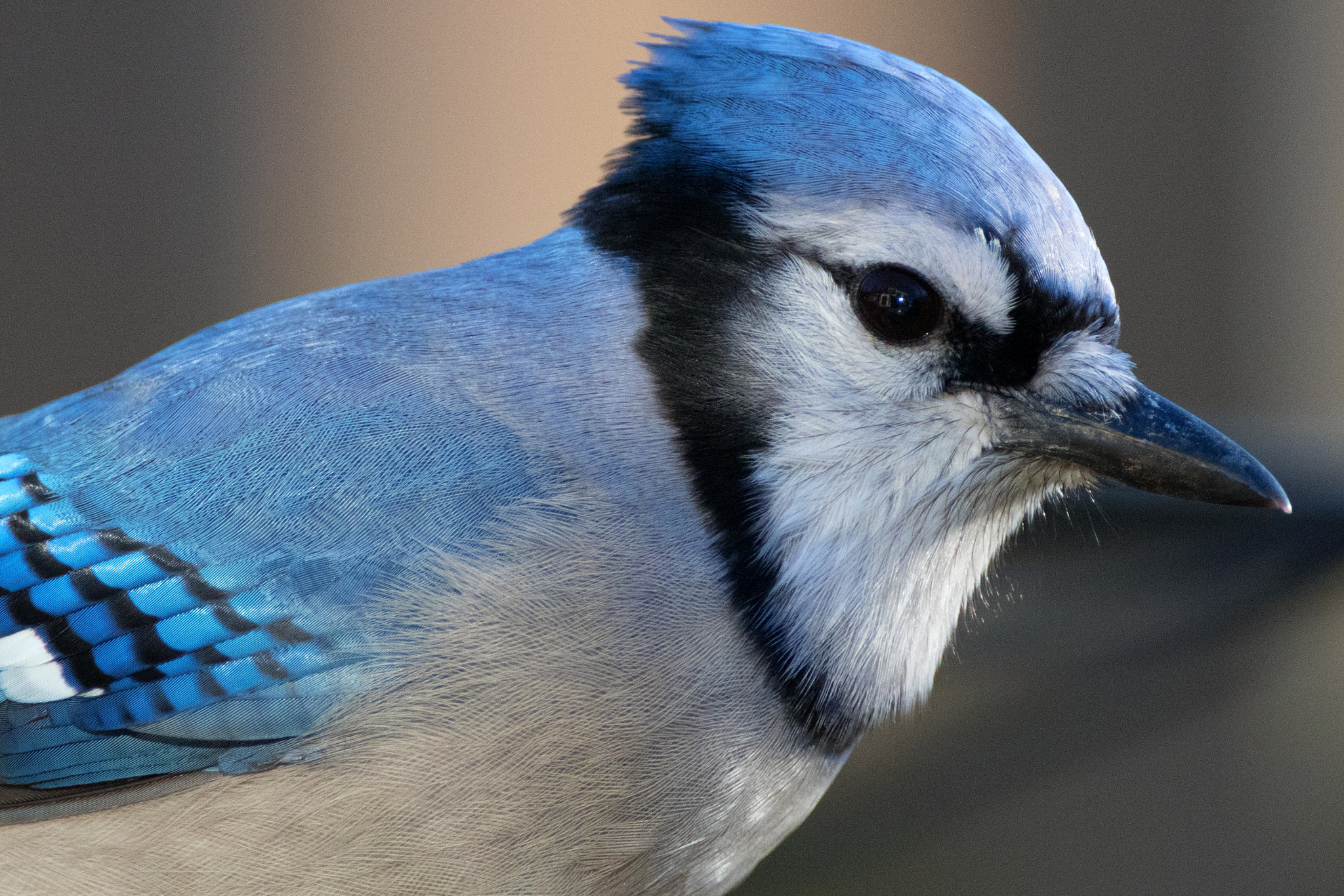 Canon EOS 80D + Canon EF 500mm F4L IS USM sample photo. Our house in a jay's eye photography