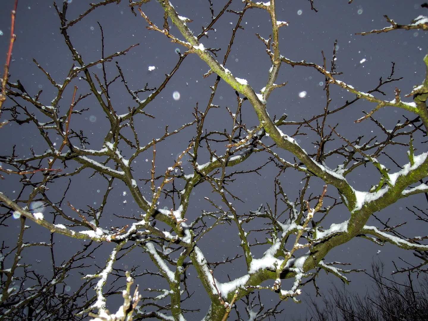 Nikon Coolpix P300 sample photo. Winter tree photography