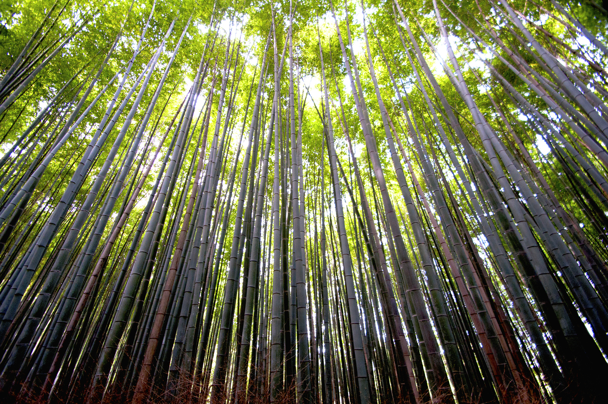 Nikon D90 sample photo. Bamboo forest photography