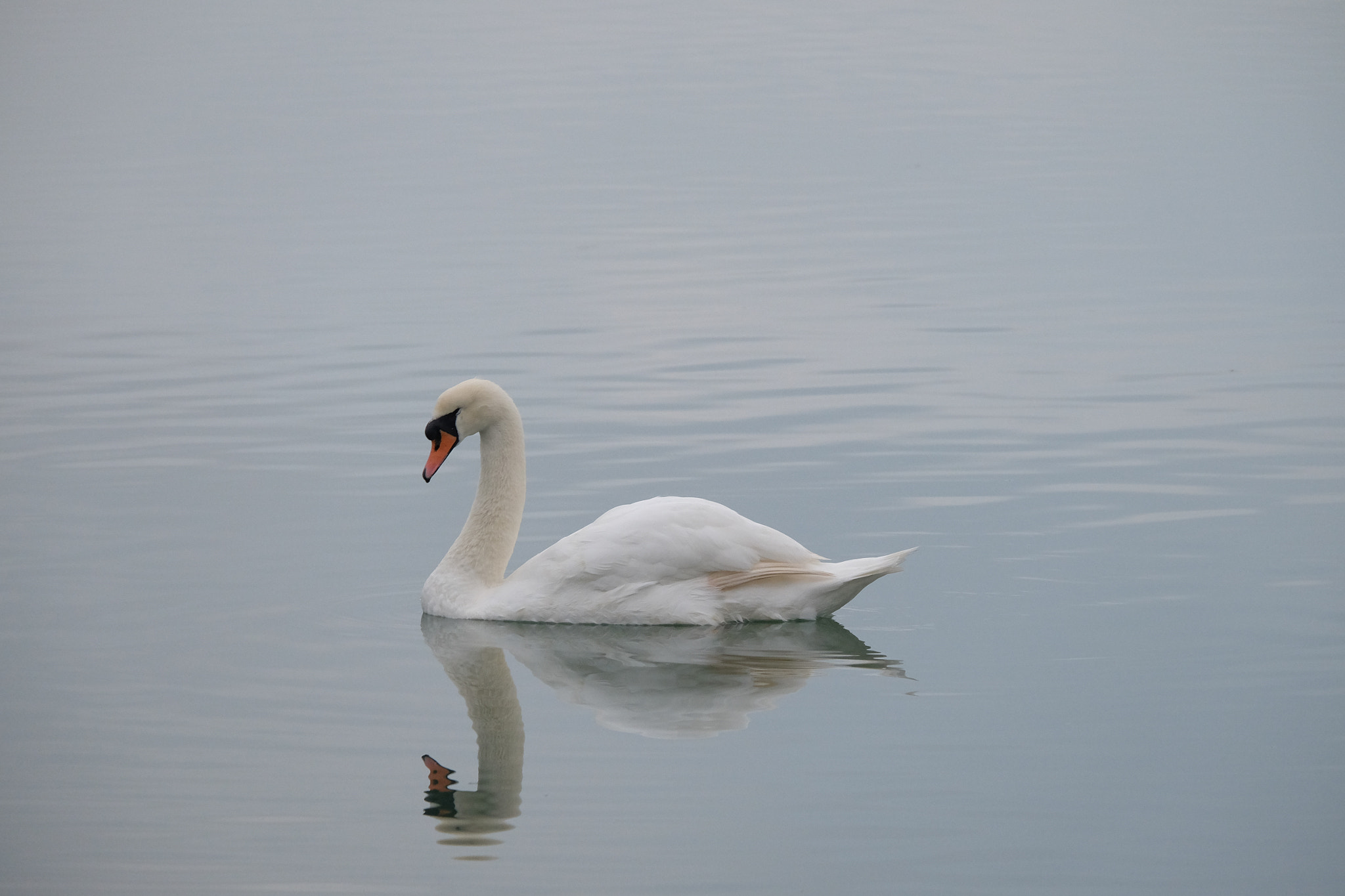 Fujifilm X-T1 + Fujifilm XC 50-230mm F4.5-6.7 OIS sample photo. Quiet reflection photography