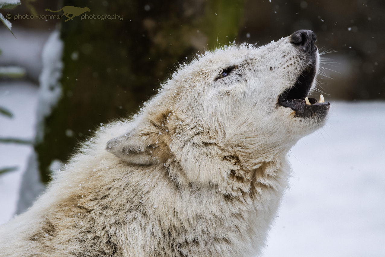 Canon EOS 50D + Canon EF 300mm F2.8L IS USM sample photo. Howling wolf photography