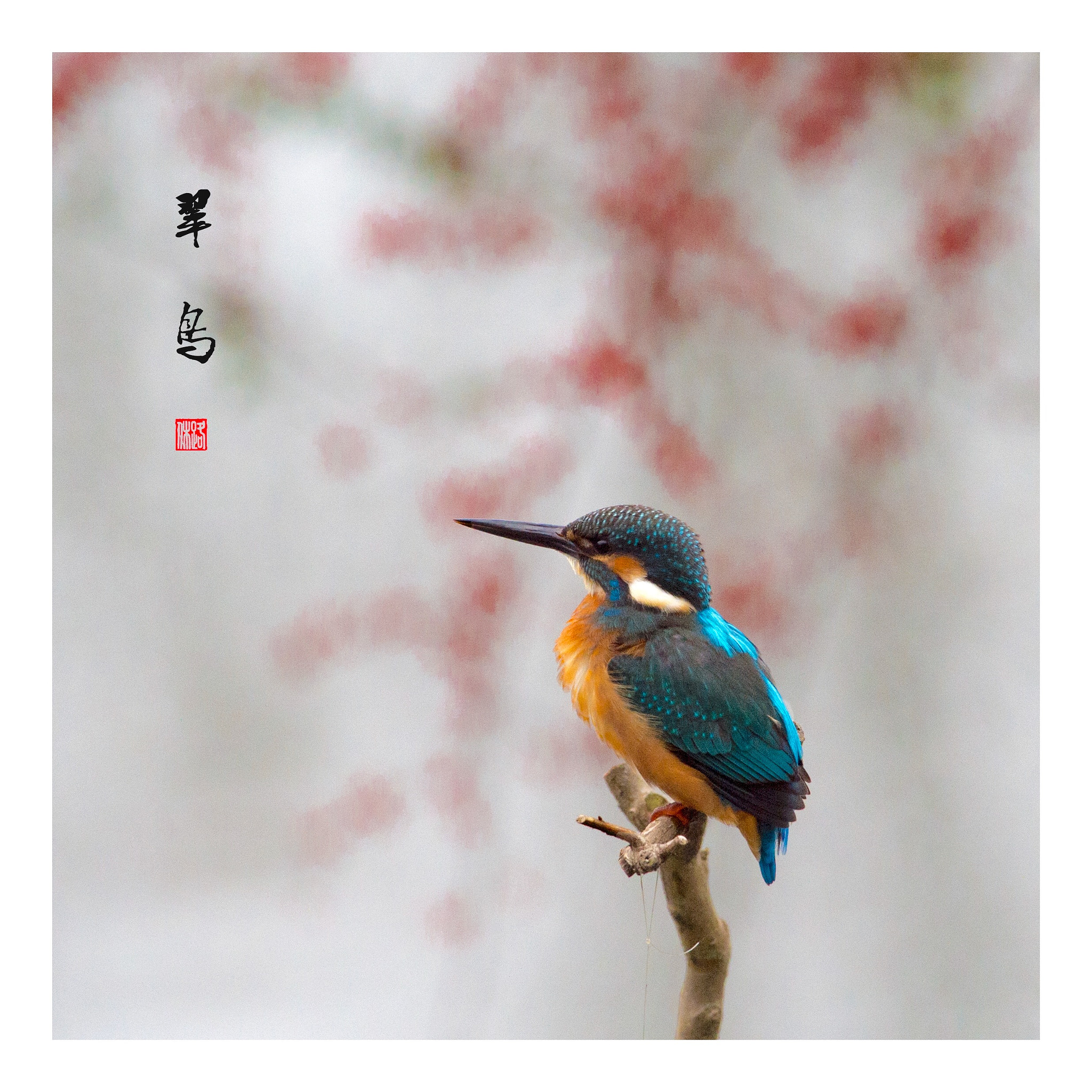 Nikon AF-S Nikkor 200-500mm F5.6E ED VR sample photo. Alcedo photography