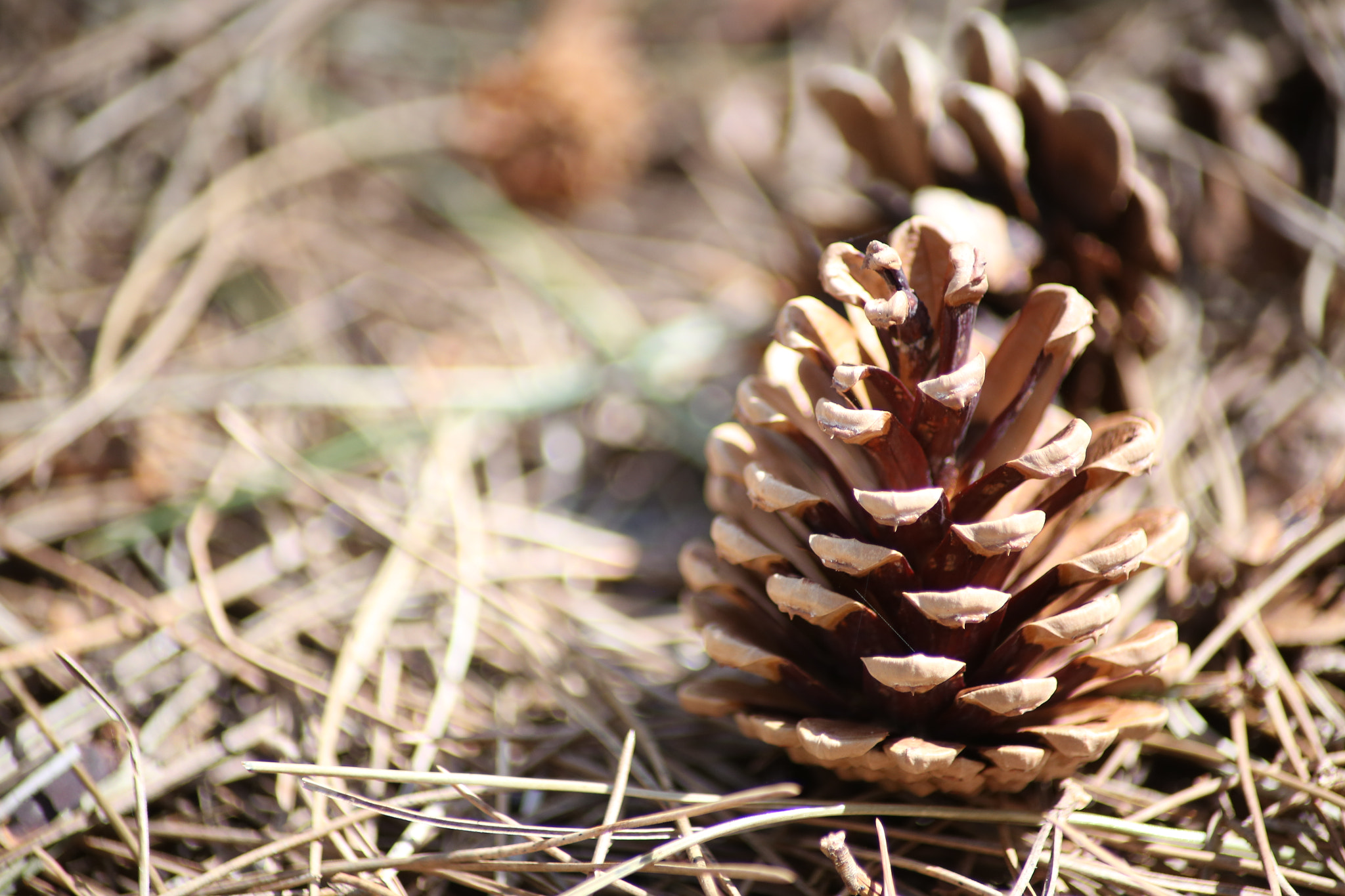 Canon EOS 6D + Tamron AF 70-300mm F4-5.6 Di LD Macro sample photo. Pine cone photography
