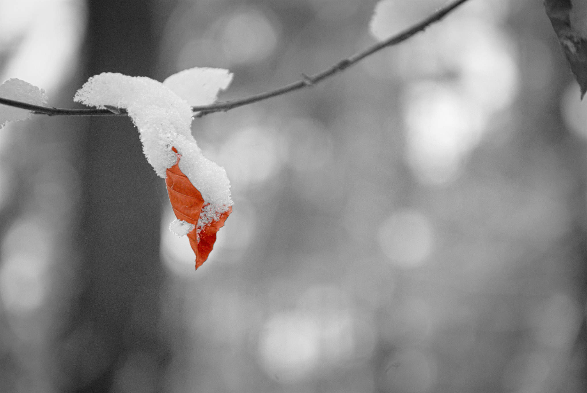 Nikon D200 sample photo. In the snow photography
