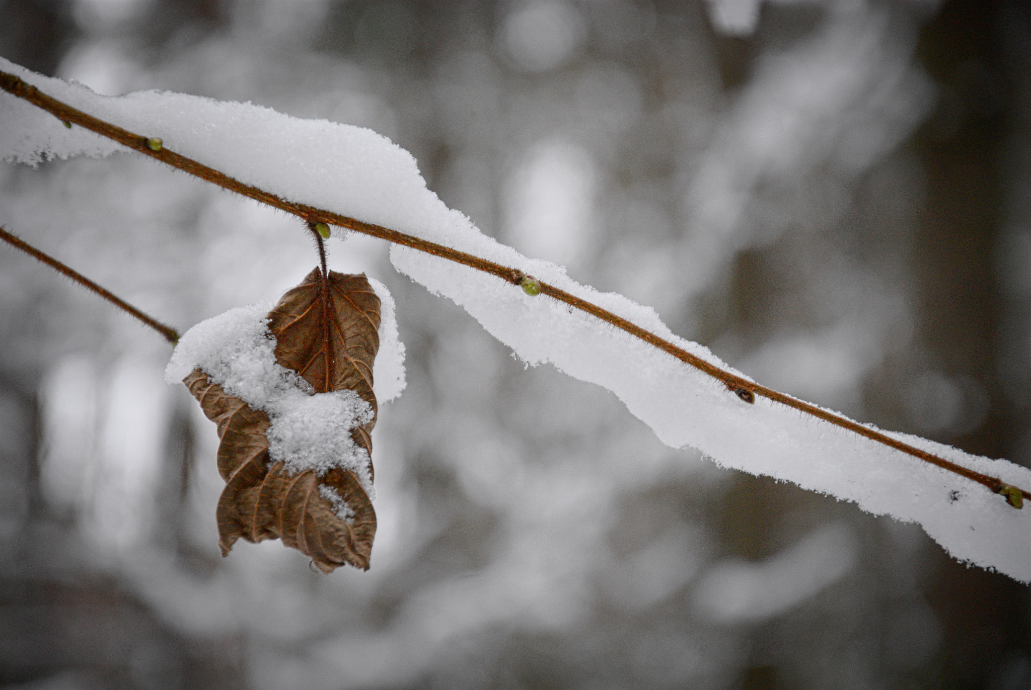 Nikon D200 sample photo. In the snow ii photography