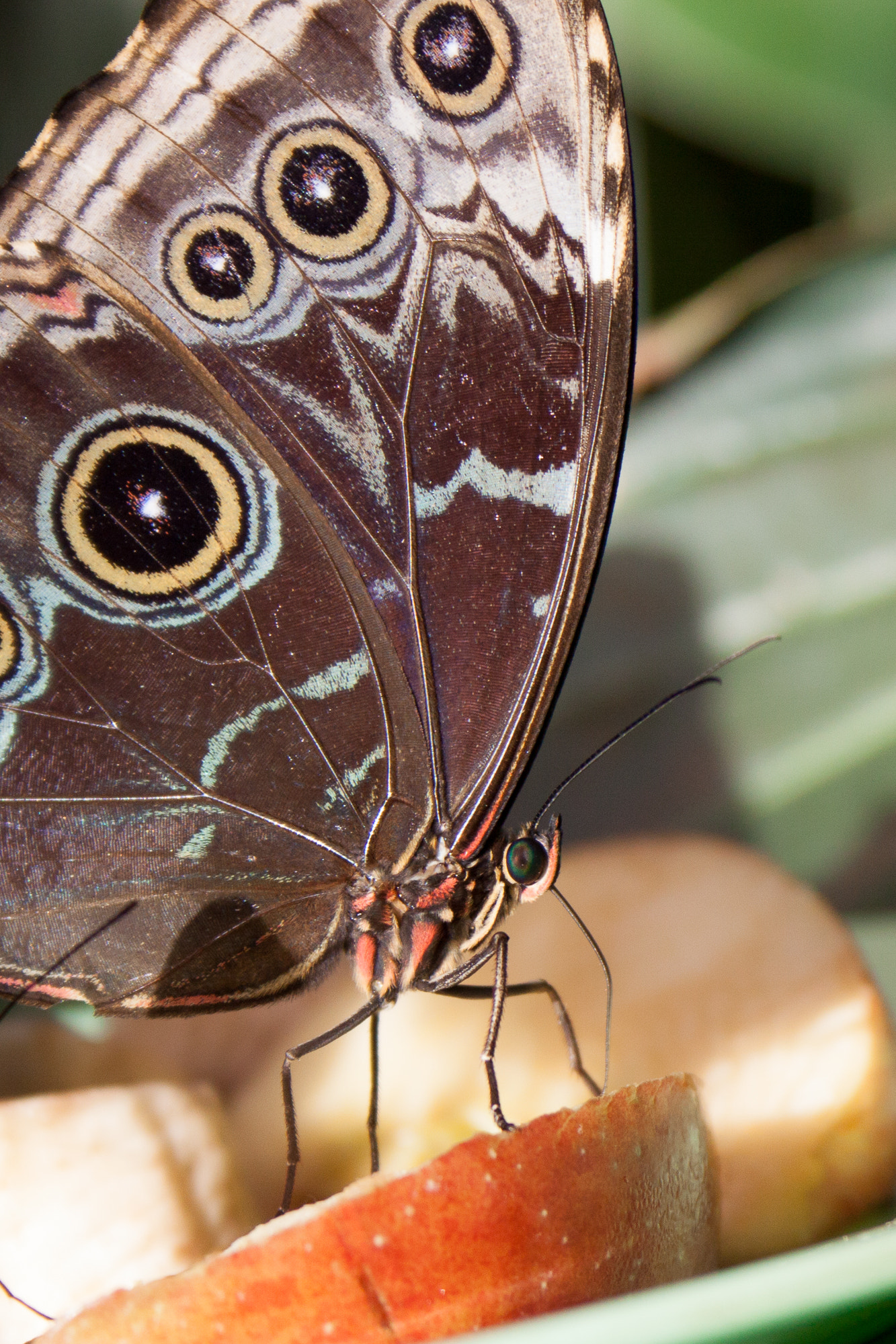 Canon EF-S 18-55mm F3.5-5.6 II sample photo. Butterflly greenhouse photography