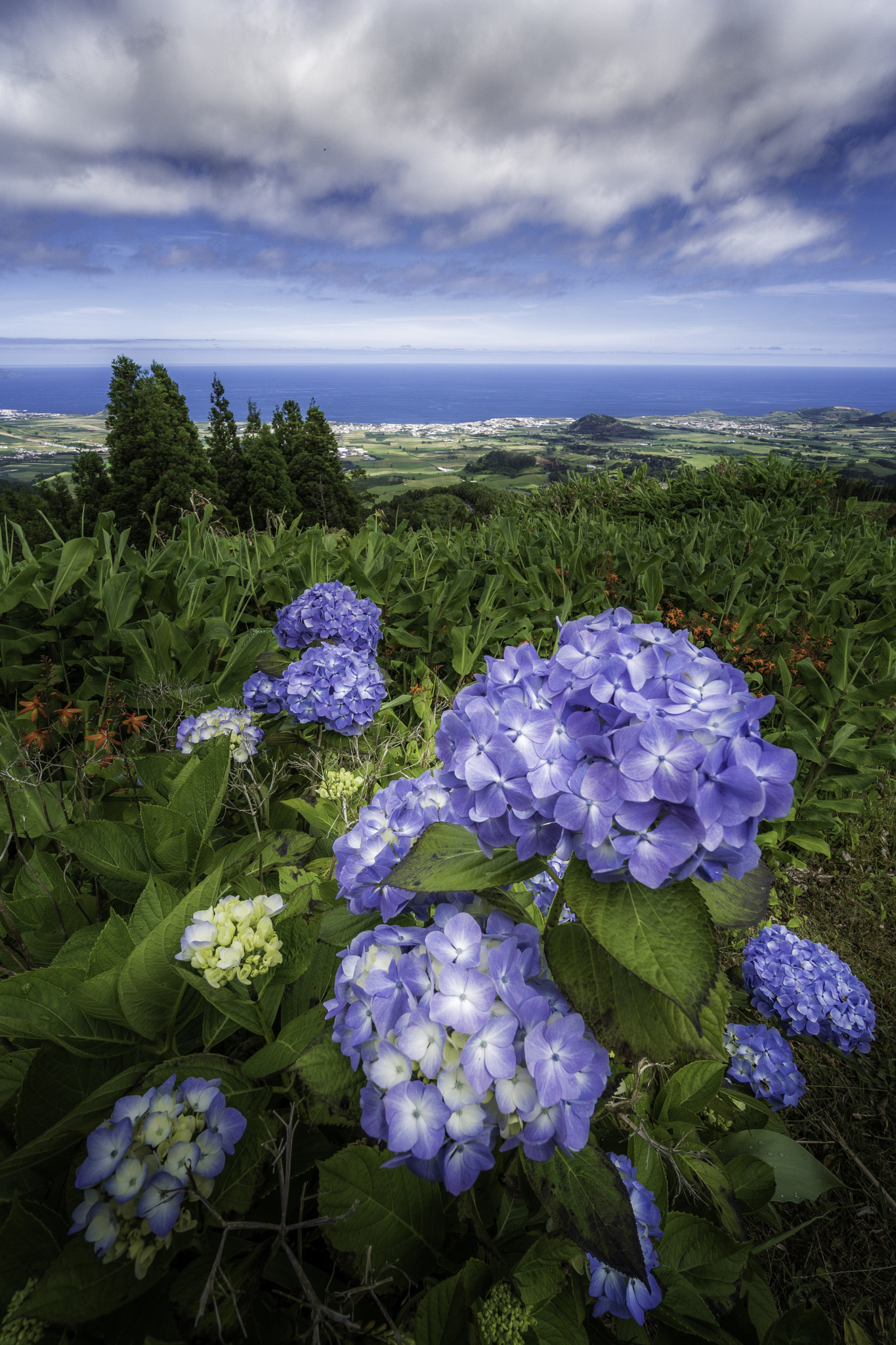 Sony a6300 sample photo. Azores flower photography