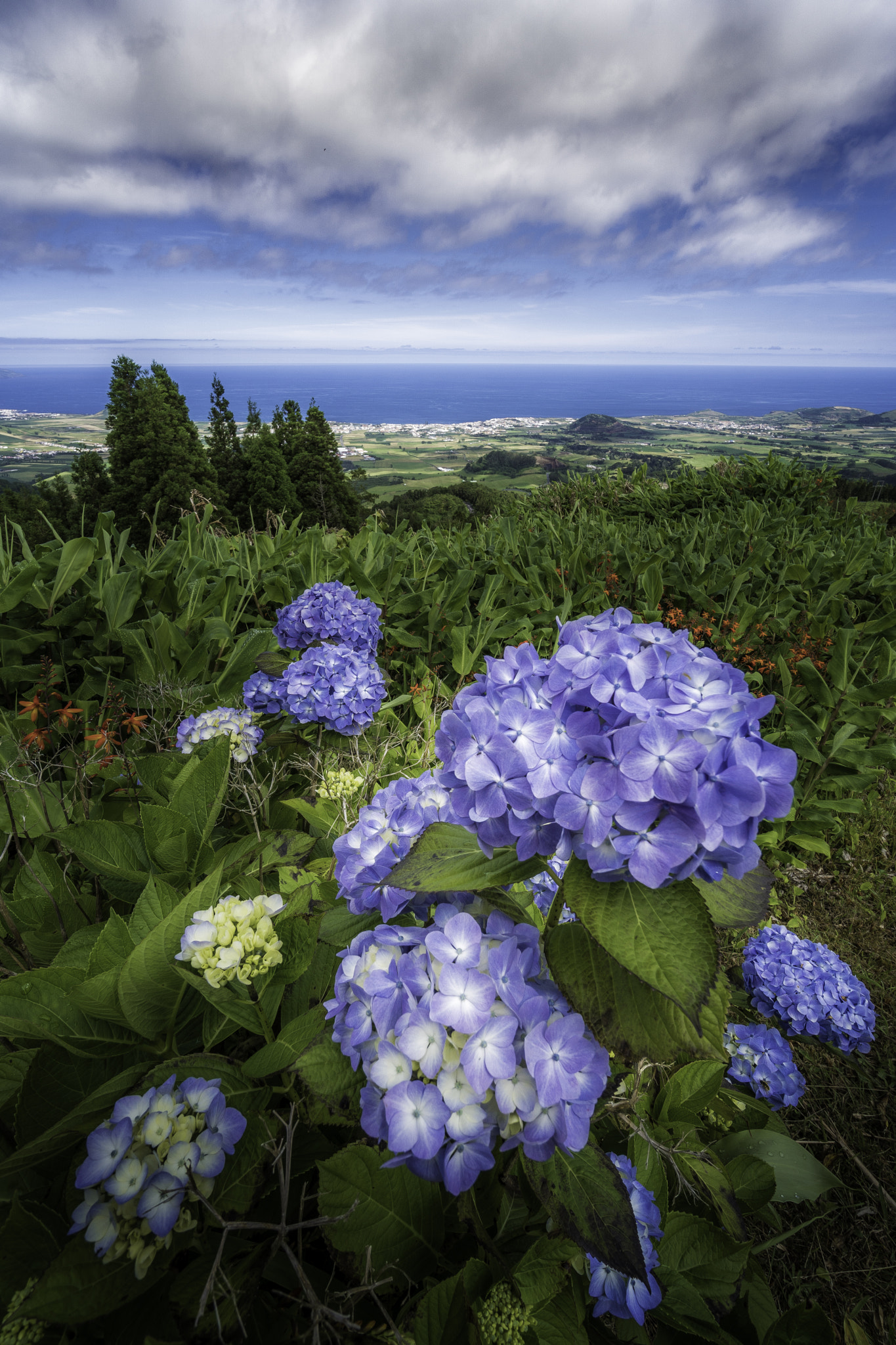 Sony a6300 + Sony E 10-18mm F4 OSS sample photo. Azores flower photography