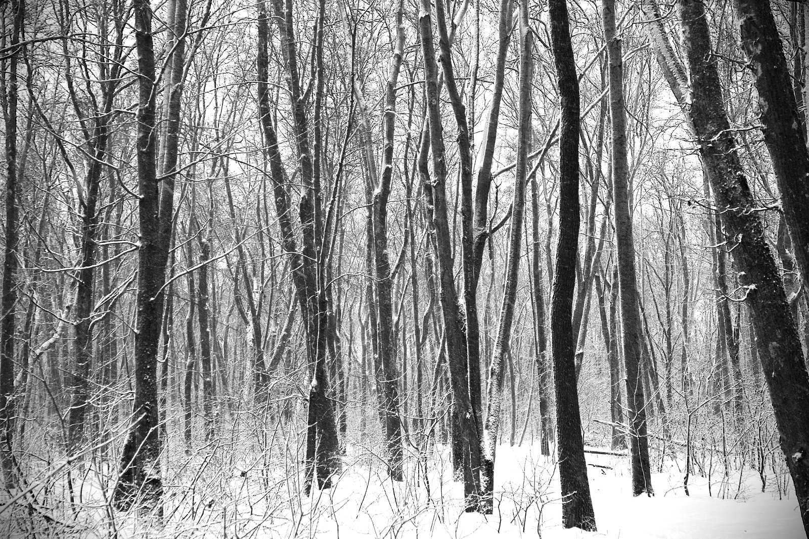 Canon EOS 60D + Canon EF 28-135mm F3.5-5.6 IS USM sample photo. Forest winter black and white photo photography