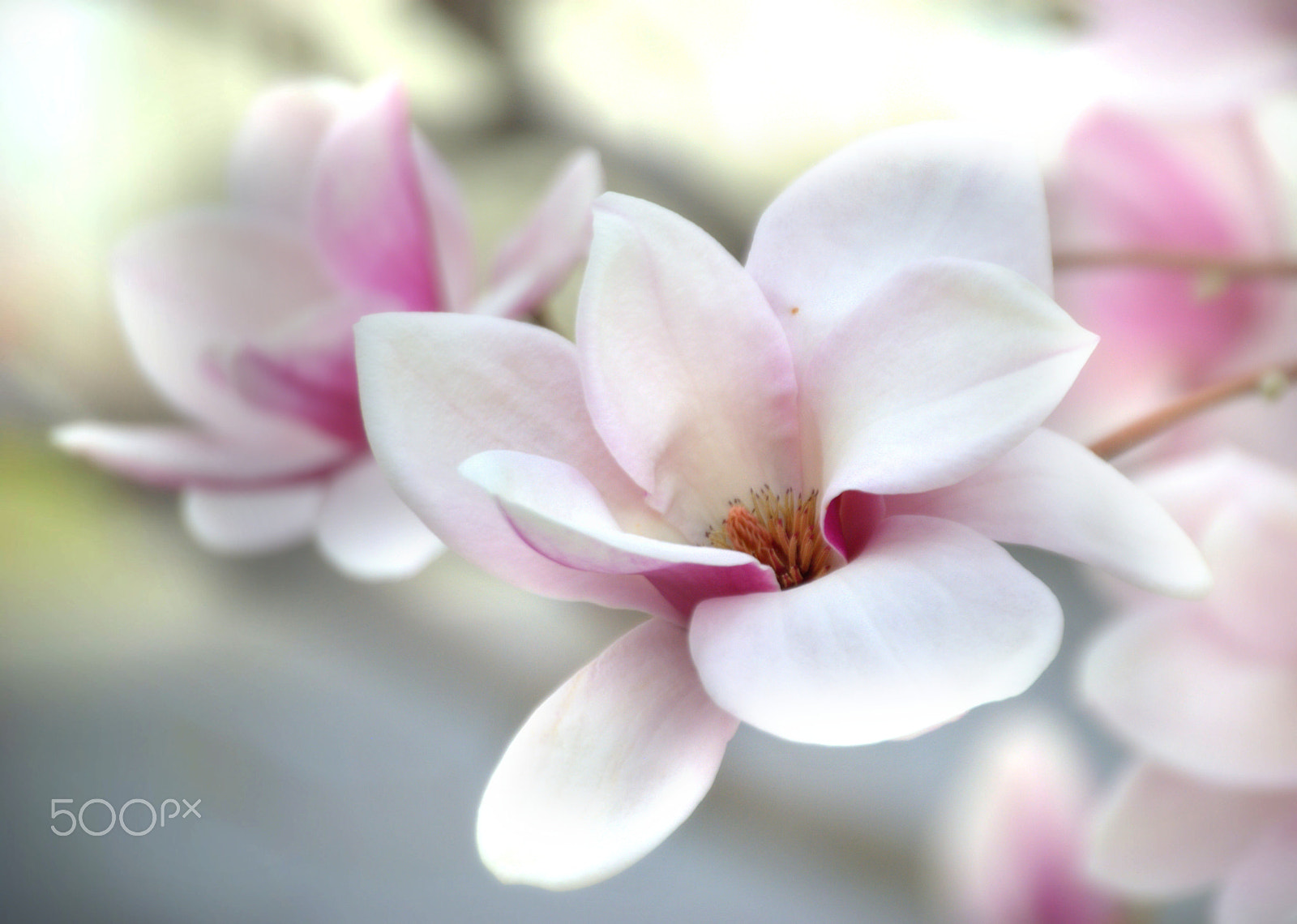 Nikon D3000 sample photo. Magnolia flower photography