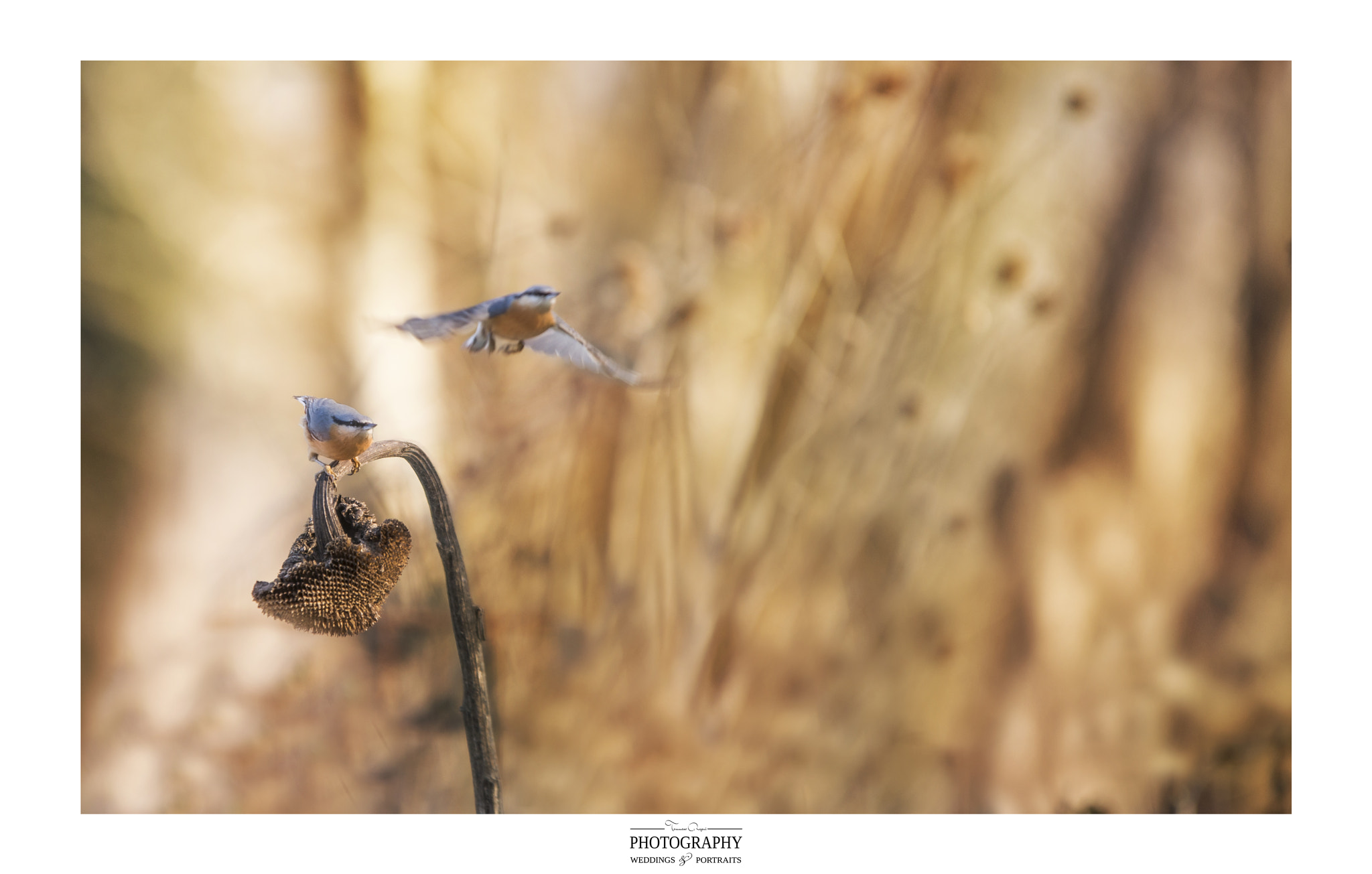 Sigma 70-200mm F2.8 EX DG OS HSM sample photo. © tommaso regni photographer_tommaso regni photography