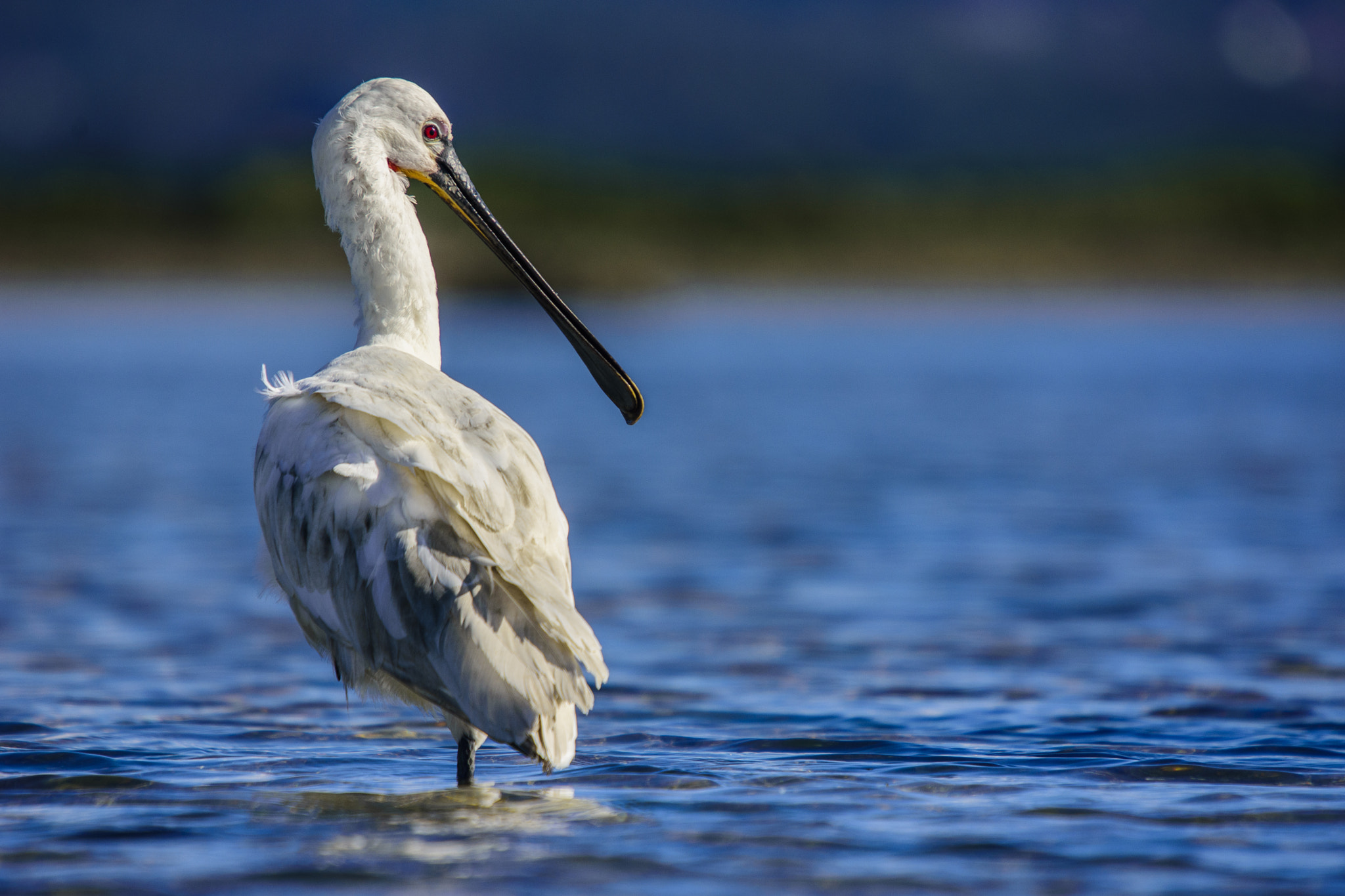 Nikon D7200 sample photo. Eurasian spoonbill photography