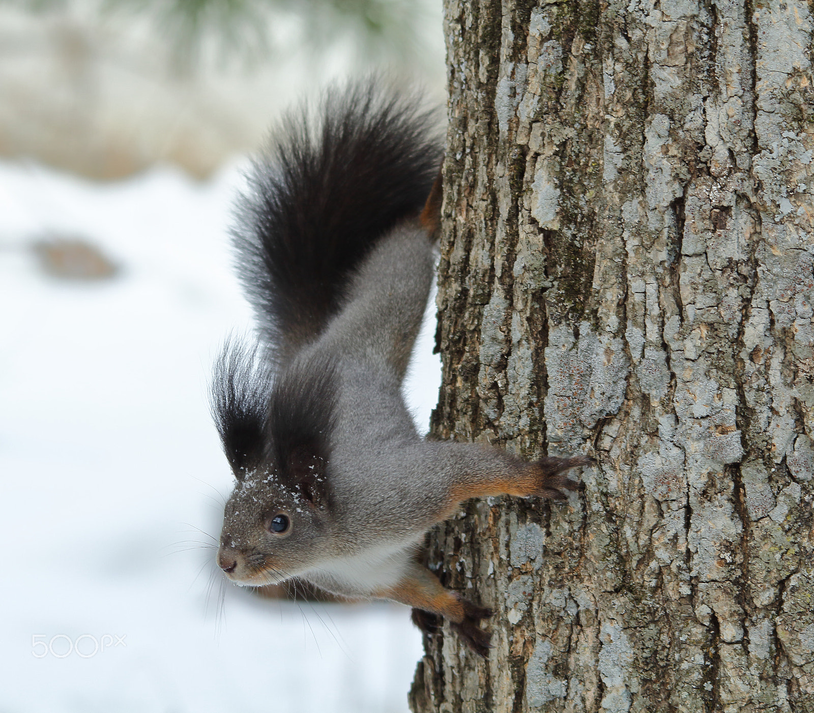 Sigma 150-500mm F5-6.3 DG OS HSM sample photo. Img photography