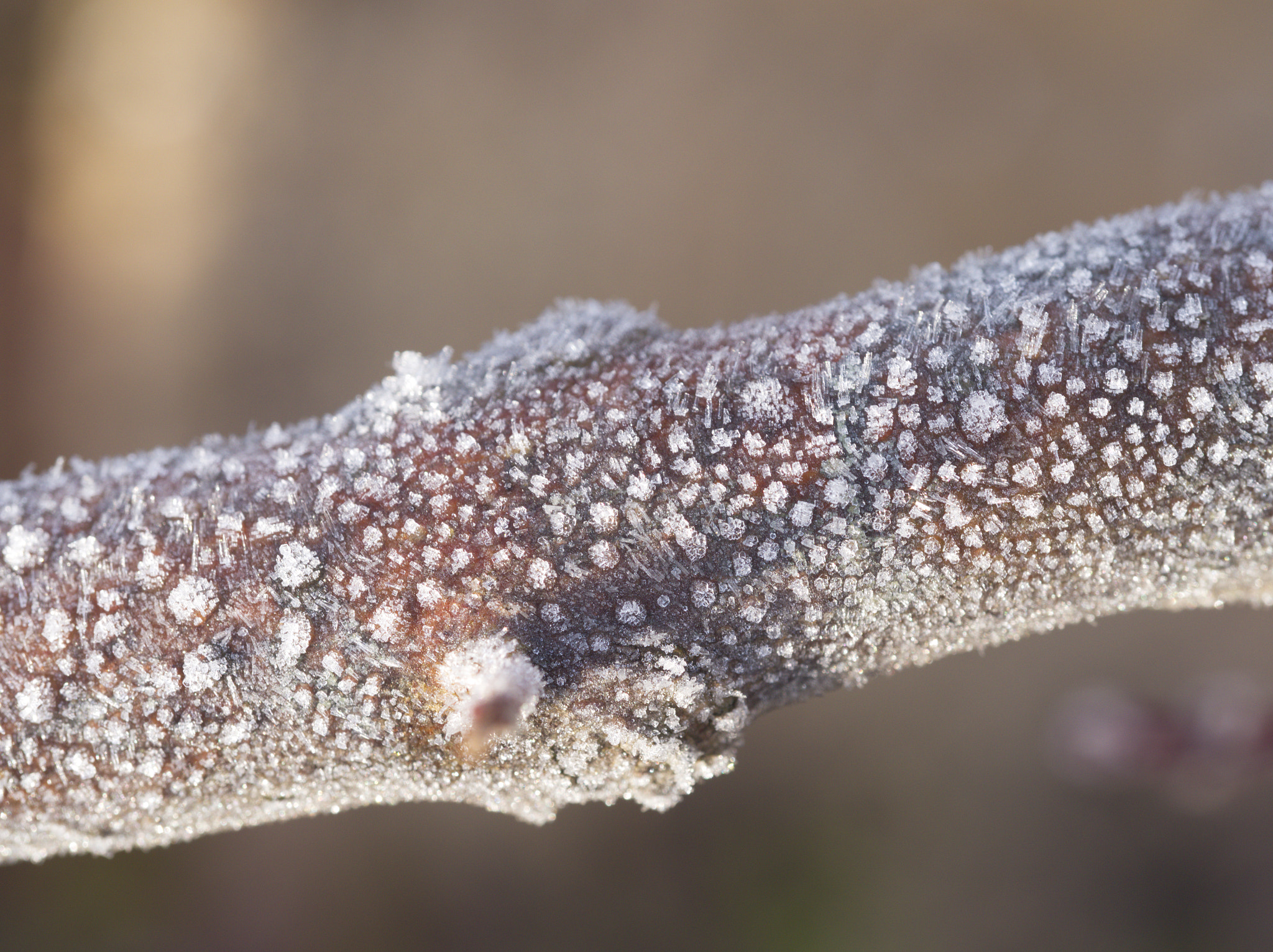 Olympus M.Zuiko Digital ED 60mm F2.8 Macro sample photo. 甘そうな枝 | sweet branches photography
