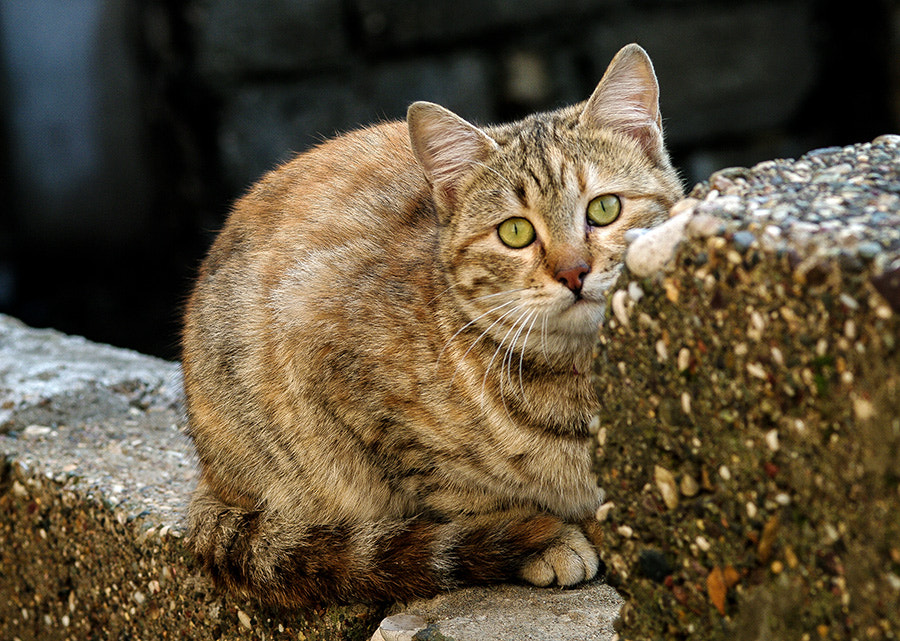 Pentax K20D + smc PENTAX-FA Macro 100mm F2.8 sample photo. Cat photography