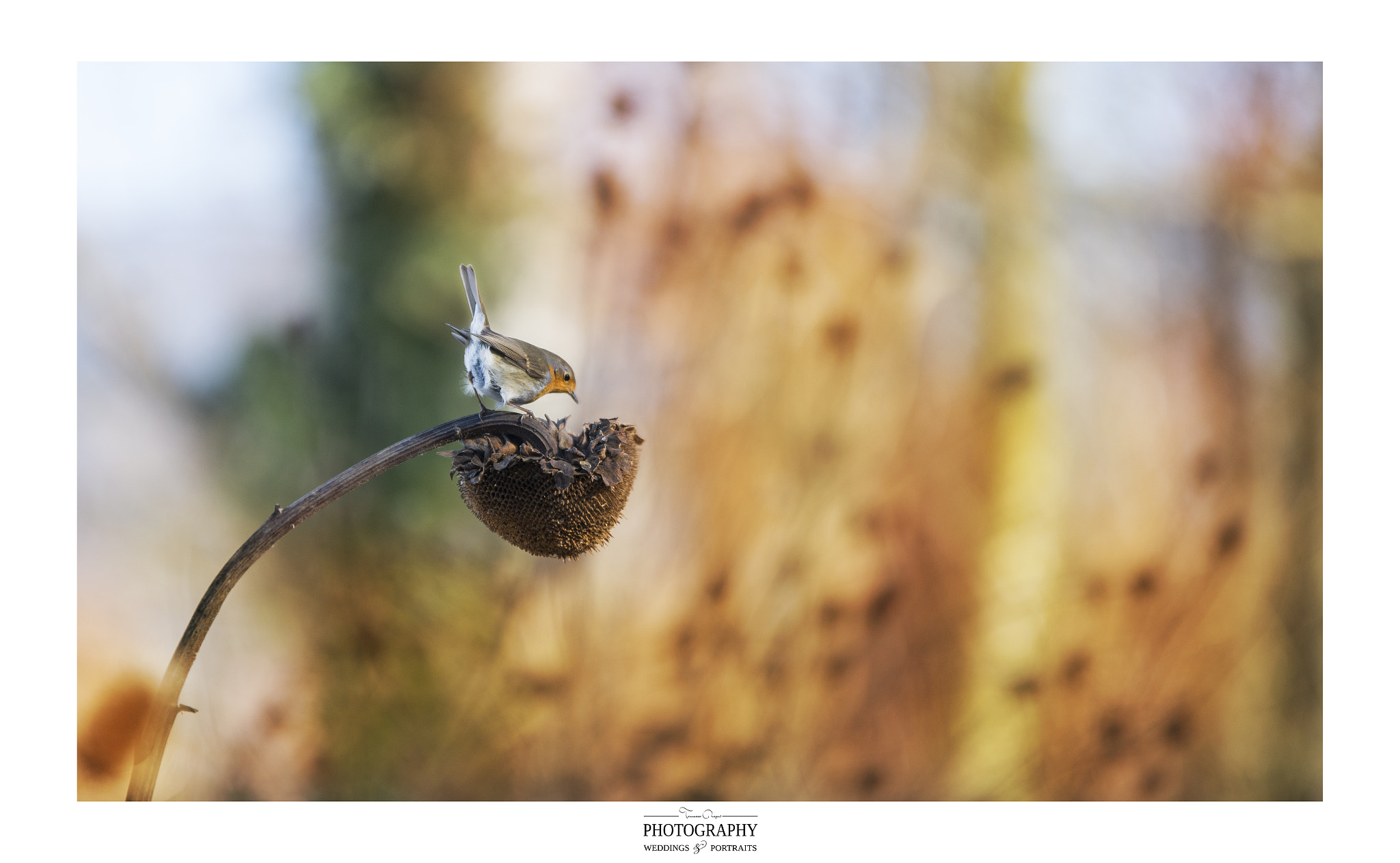 Sigma 70-200mm F2.8 EX DG OS HSM sample photo. © tommaso regni photographer_tommaso regni photography