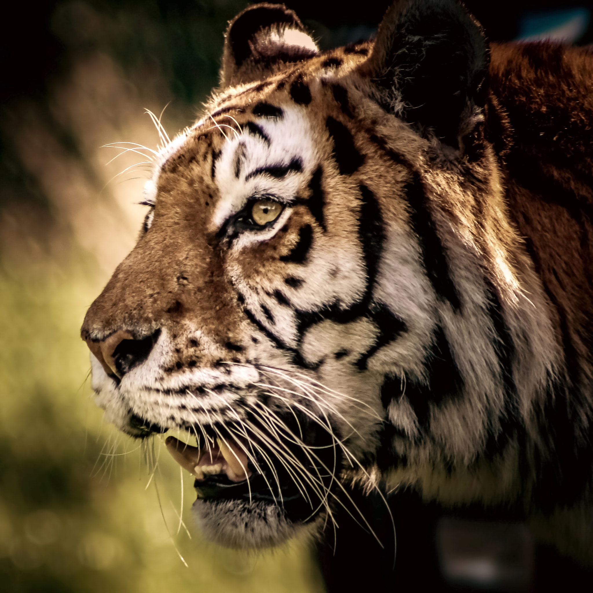 Canon EOS 750D (EOS Rebel T6i / EOS Kiss X8i) + EF75-300mm f/4-5.6 sample photo. Tiger portrait photography
