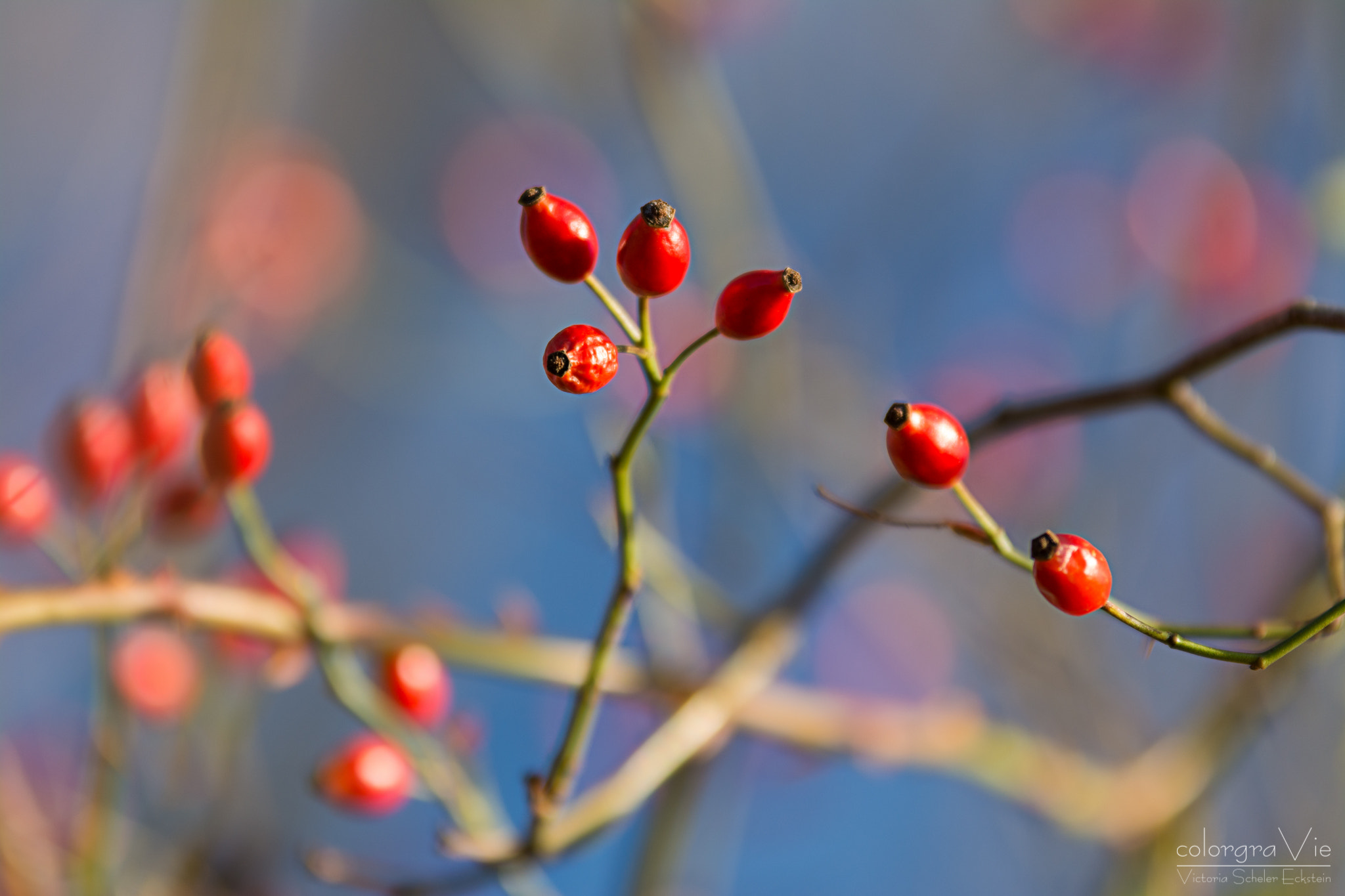 Sigma 70-200mm F2.8 EX DG OS HSM sample photo. Rose hips photography