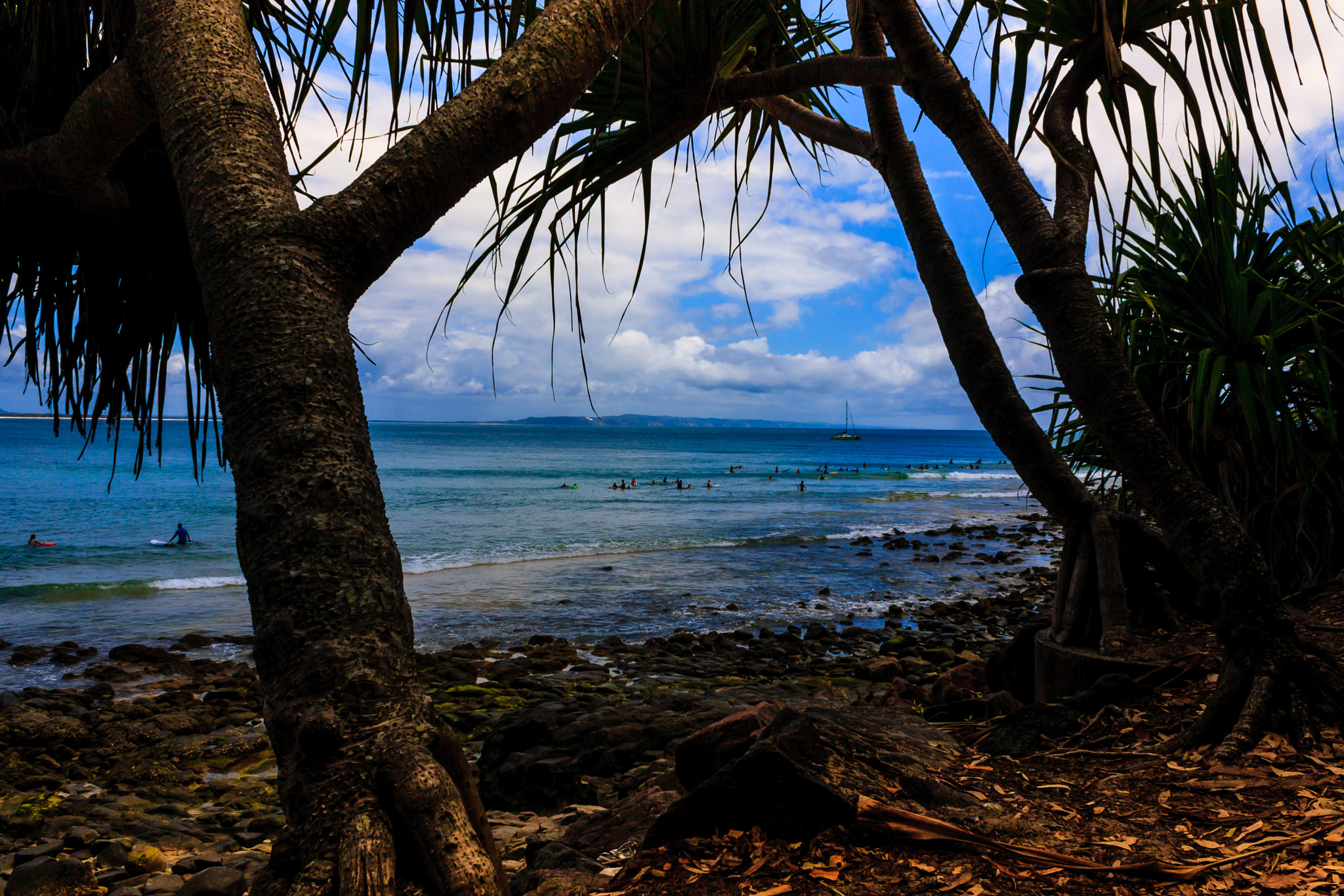 Canon EOS 40D + Canon EF-S 18-55mm F3.5-5.6 IS sample photo. Pandanus palm noosa vista photography