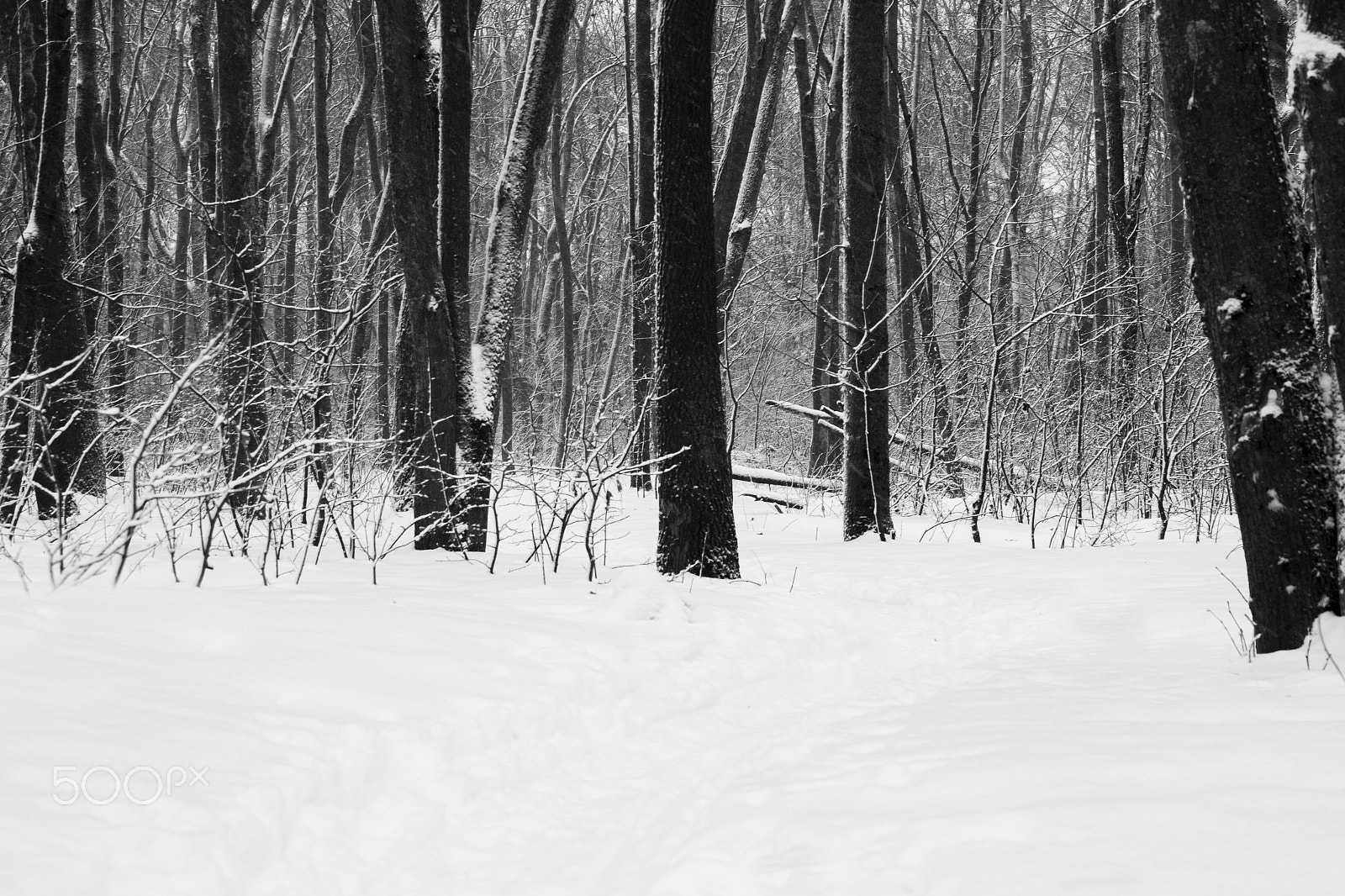 Canon EOS 60D + Canon EF 28-135mm F3.5-5.6 IS USM sample photo. Forest winter black and white photo photography