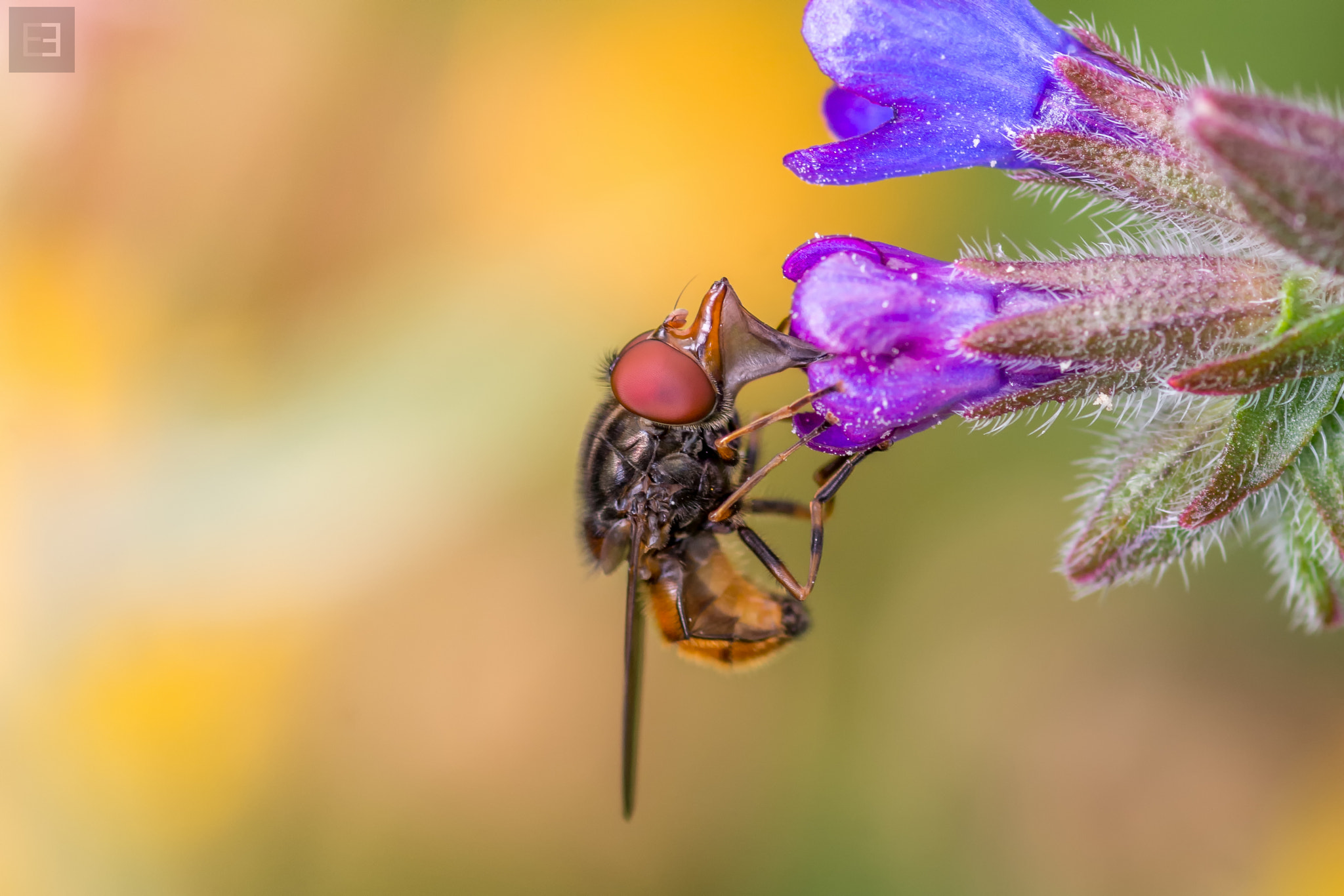 Nikon D7200 + Tokina AT-X Pro 100mm F2.8 Macro sample photo. Duckface! photography