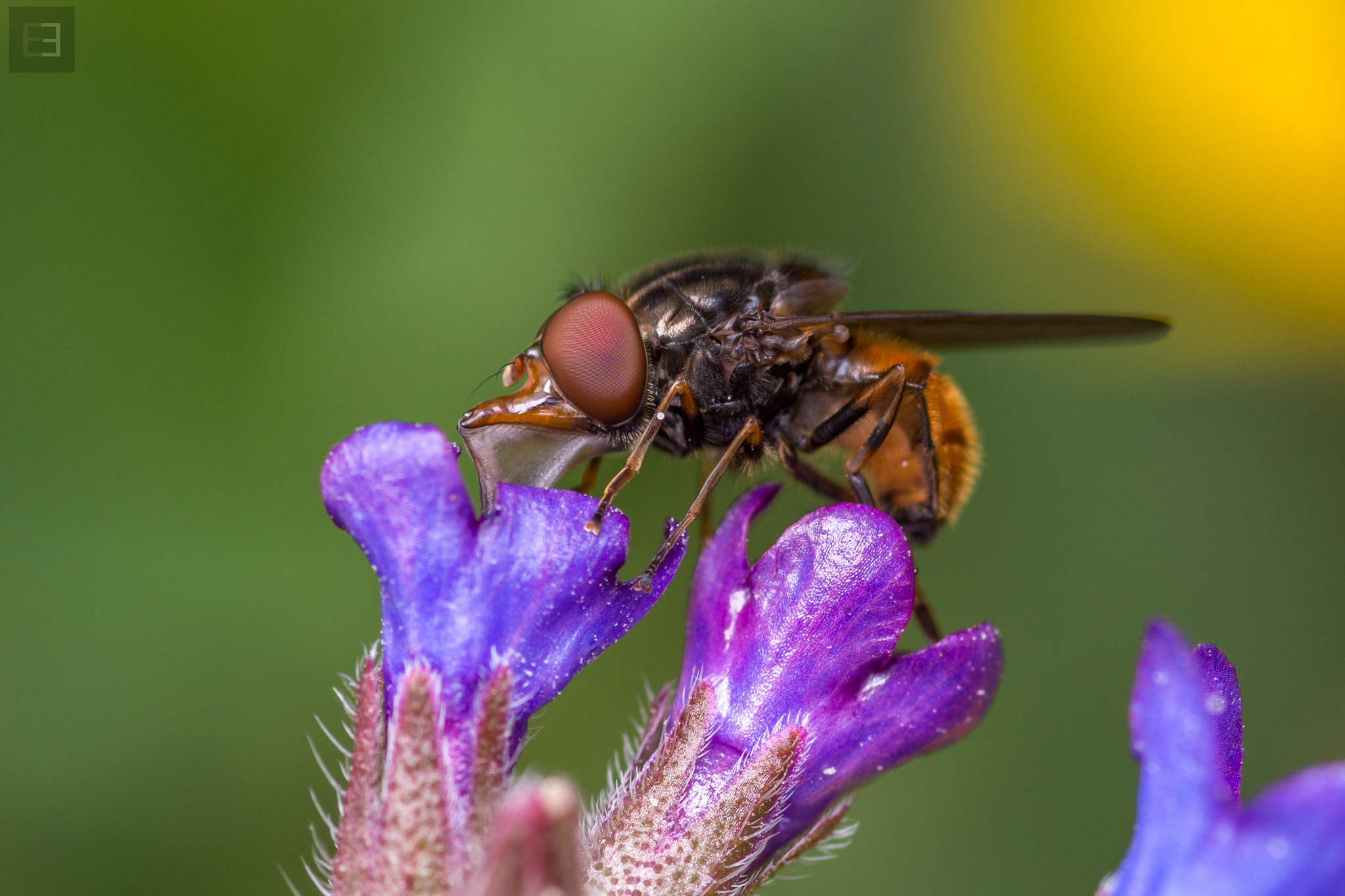 Nikon D7200 + Tokina AT-X Pro 100mm F2.8 Macro sample photo. Duckface! photography