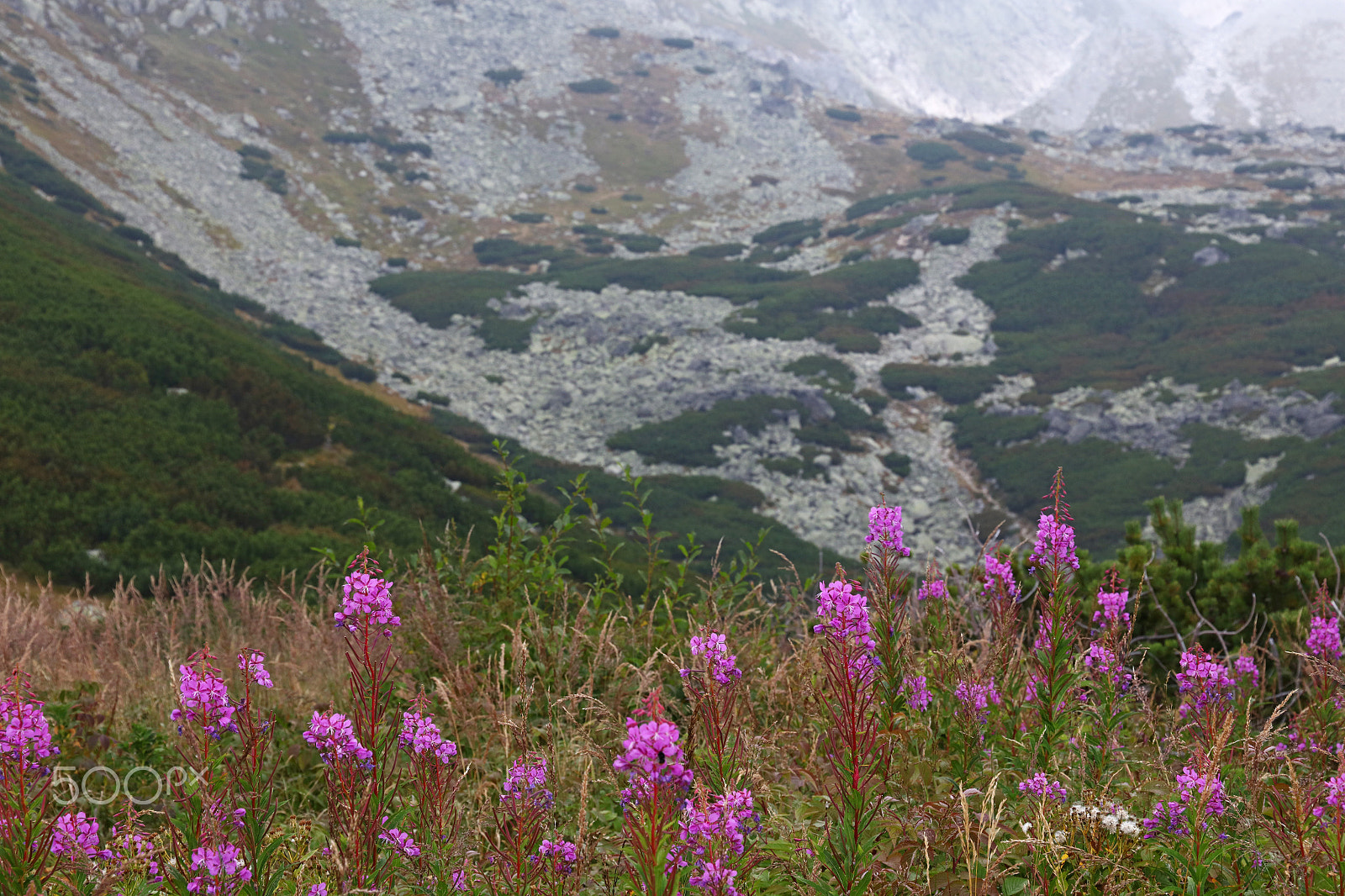 Canon EOS 5DS sample photo. Purple flowers of fireweed over mountain view photography