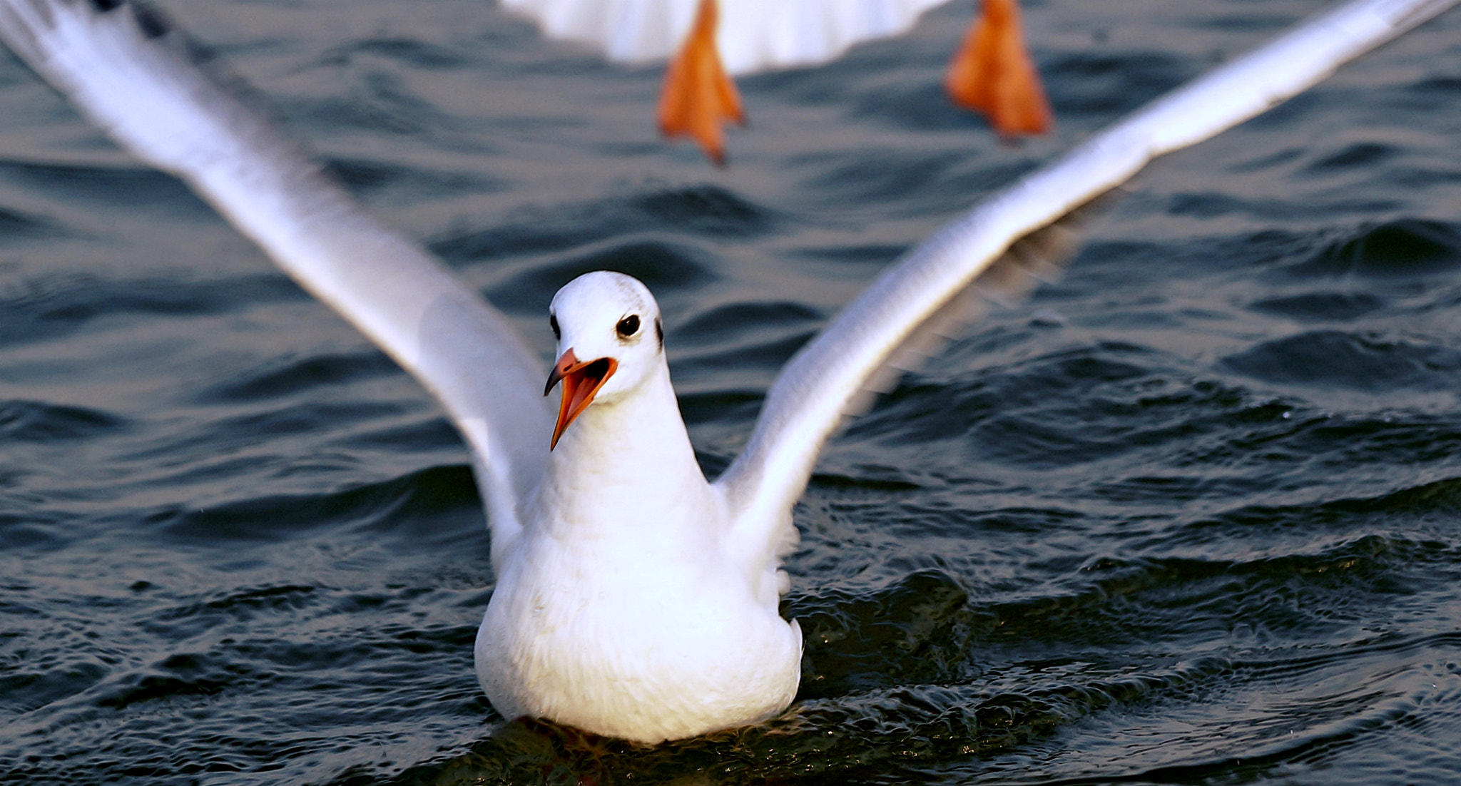 Sony SLT-A57 sample photo. One happy bird! photography