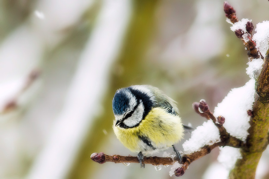 Canon EOS 6D + Canon EF 300mm F4L IS USM sample photo. Blaumeise im schnee photography