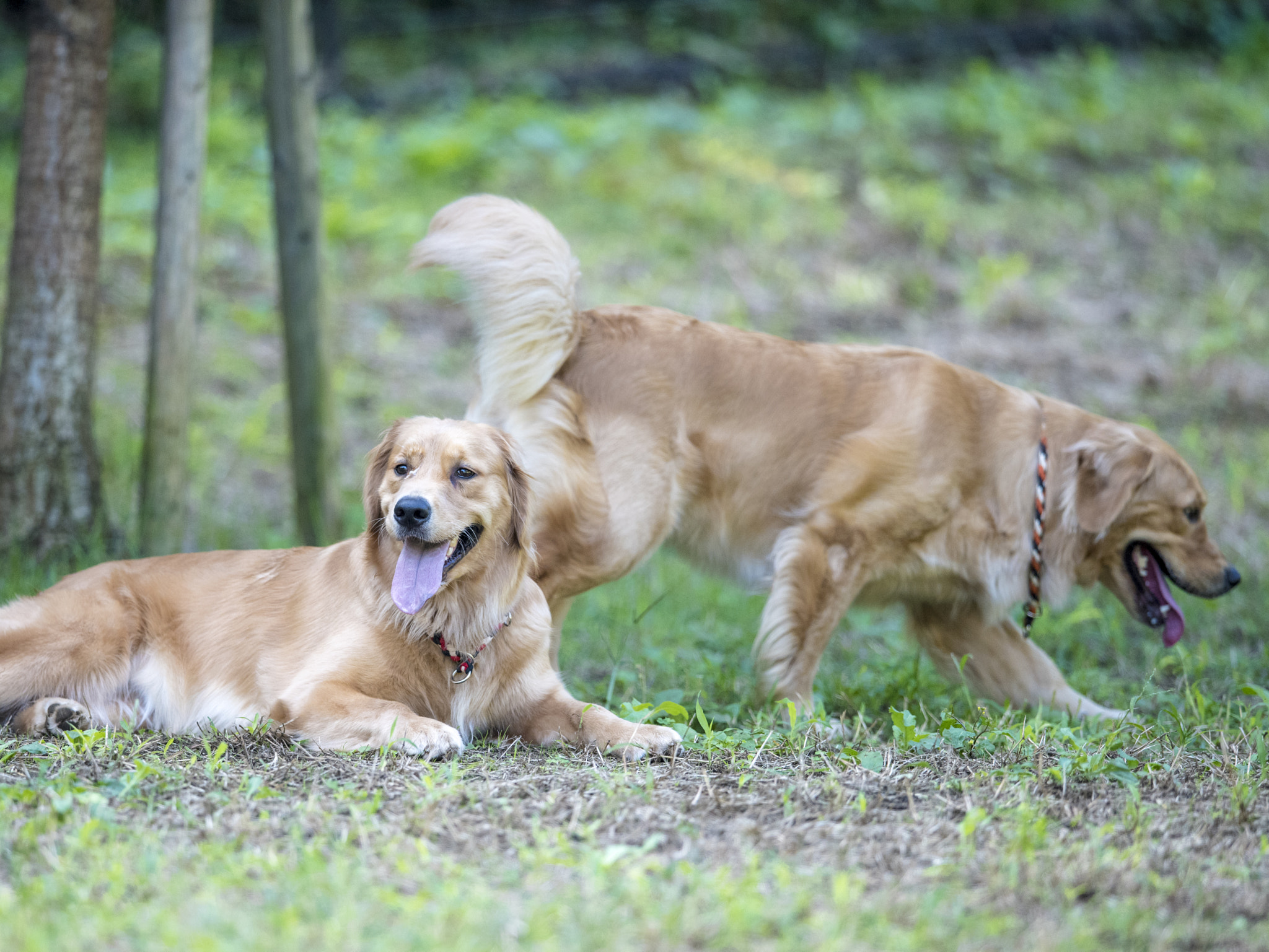 Nikon D810 + Nikon AF-S Nikkor 400mm F2.8E FL ED VR sample photo. Golden brothers photography