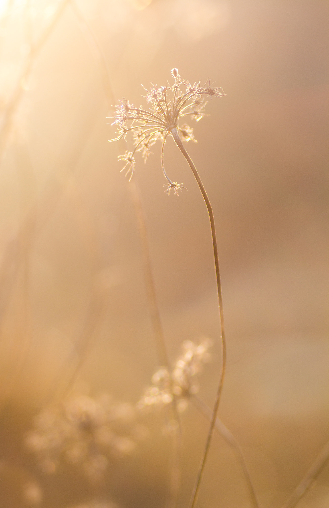 Canon EOS 650D (EOS Rebel T4i / EOS Kiss X6i) + Tamron SP AF 90mm F2.8 Di Macro sample photo. Dreaming photography