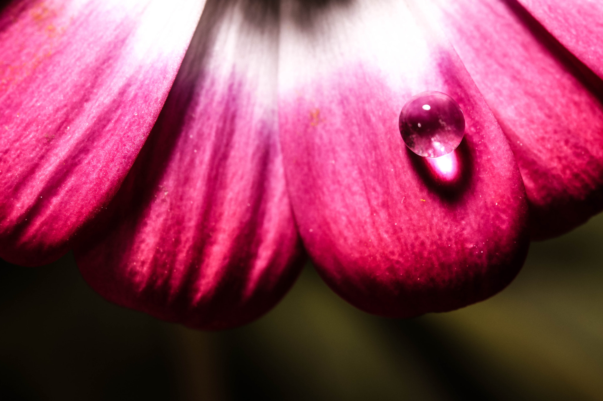 Tamron SP AF 60mm F2 Di II LD IF Macro sample photo