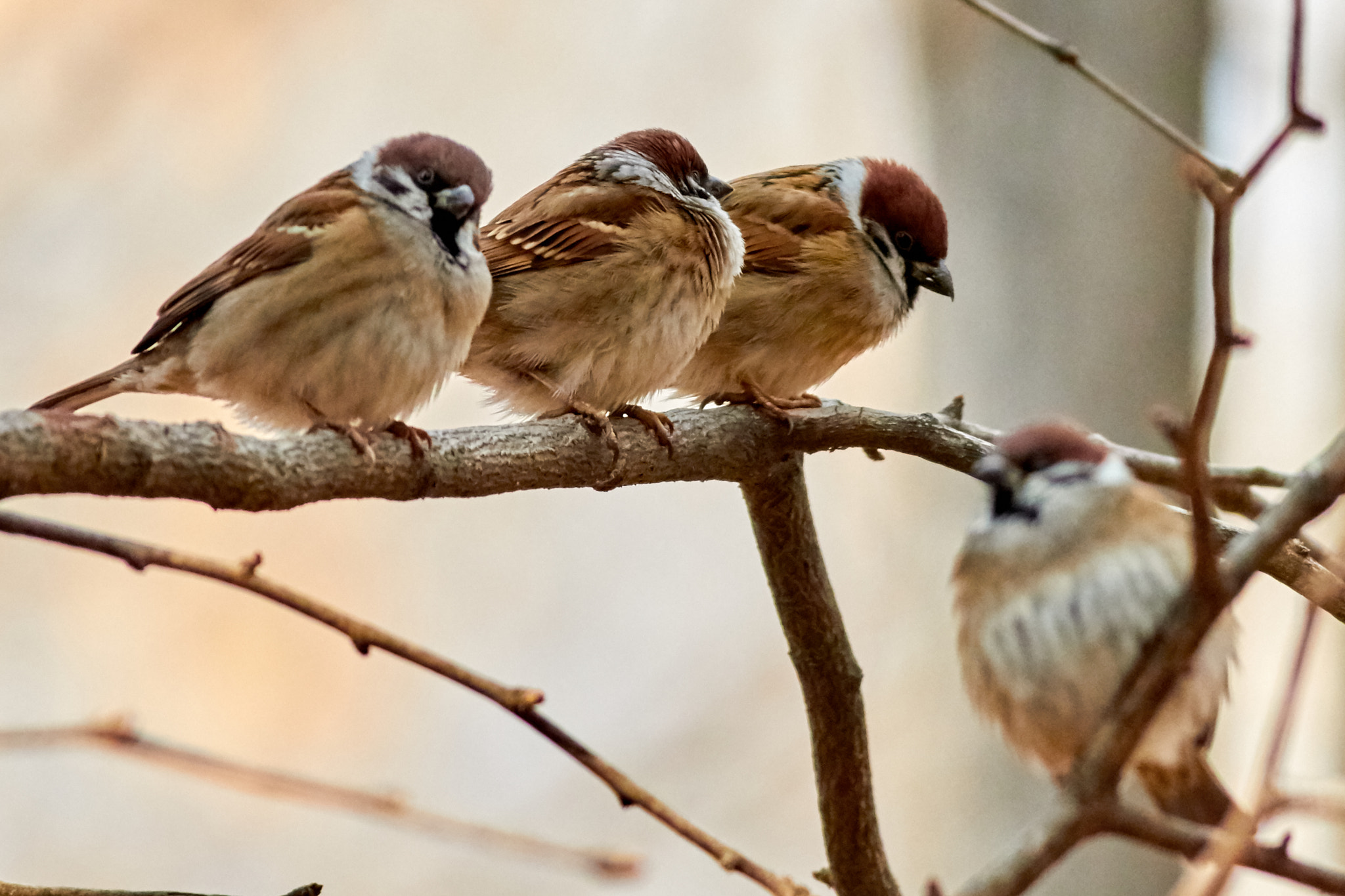 Canon EF 400mm F5.6L USM sample photo. Family meeting photography