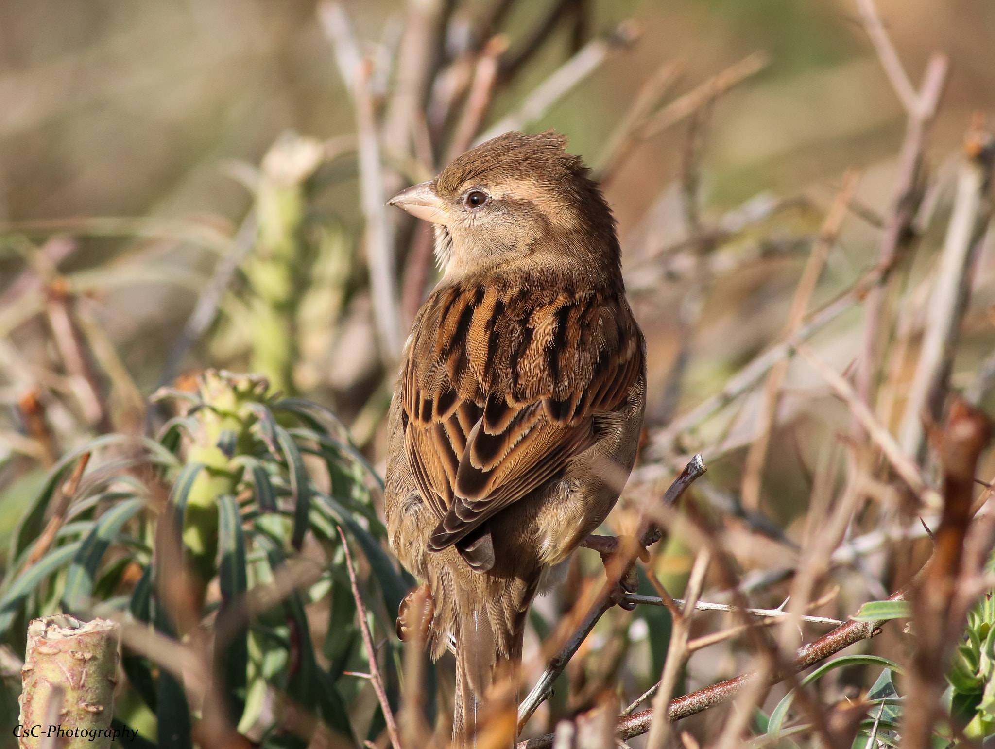 Canon EOS 760D (EOS Rebel T6s / EOS 8000D) + Canon EF 400mm F5.6L USM sample photo. Female sparrow photography