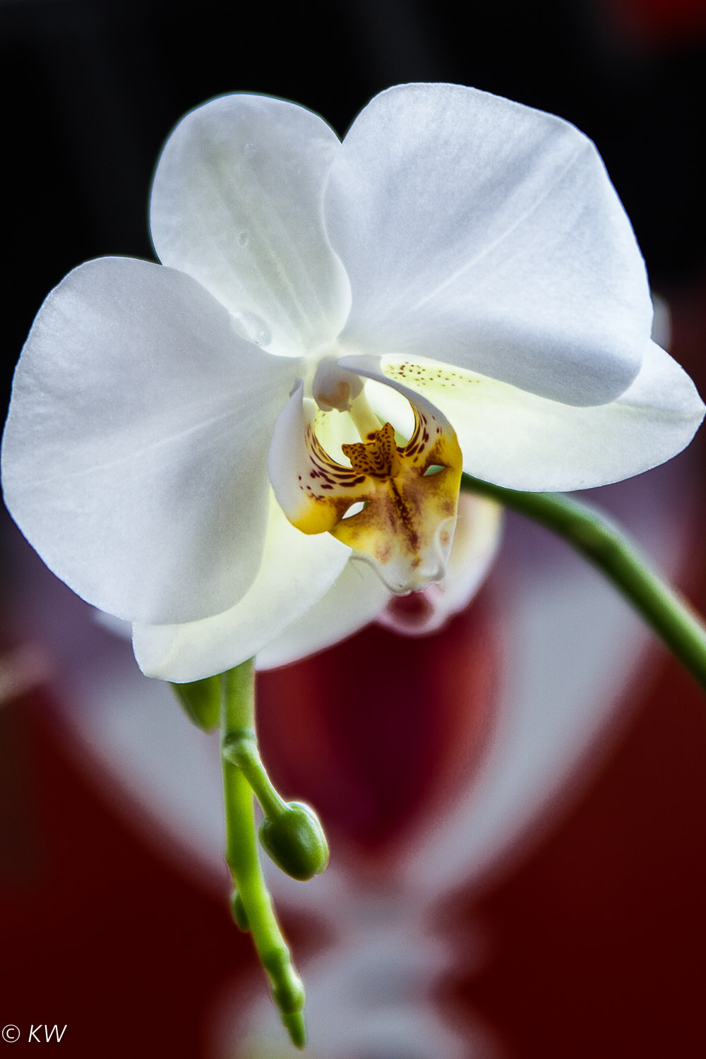 Canon EOS 7D + Sigma 70-200mm F2.8 EX DG OS HSM sample photo. Orchid photography